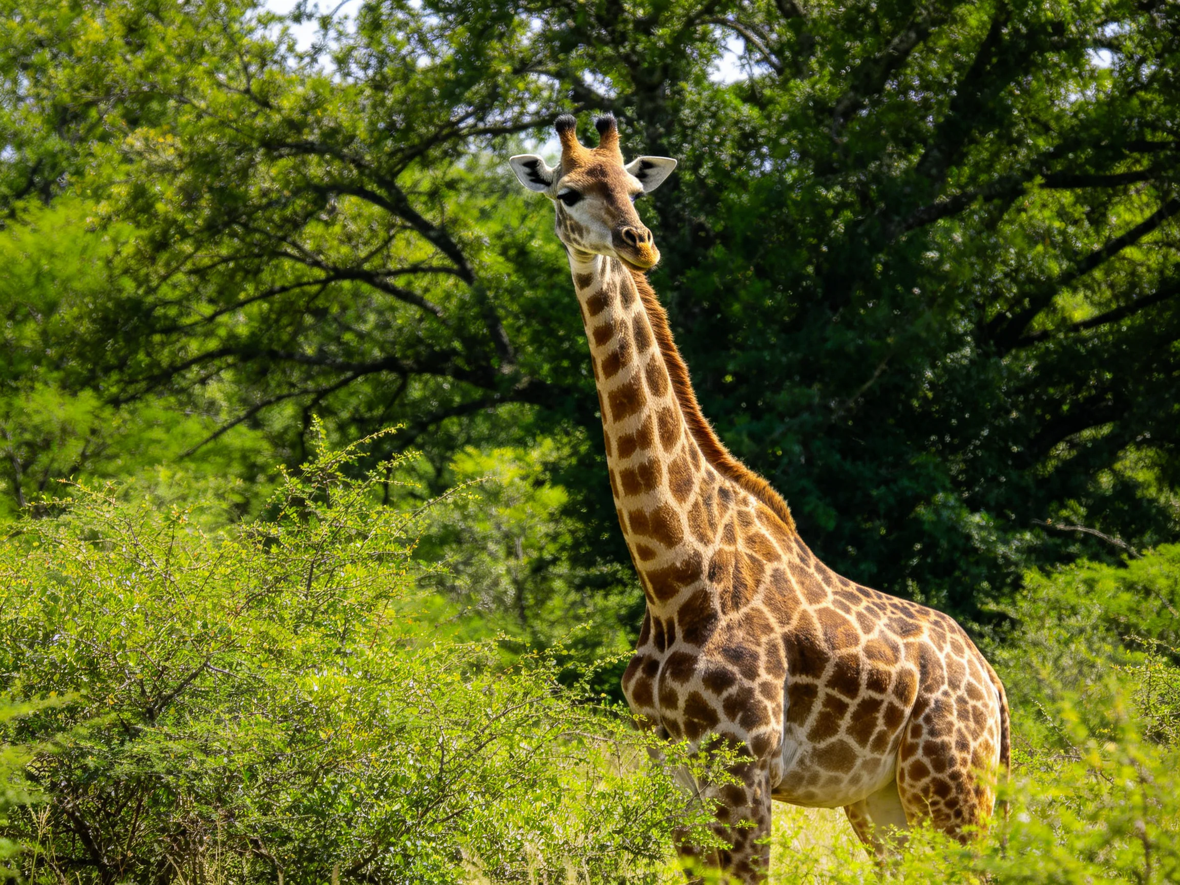 A tall giraffe with brown spotted patterns among lush green bushes and trees