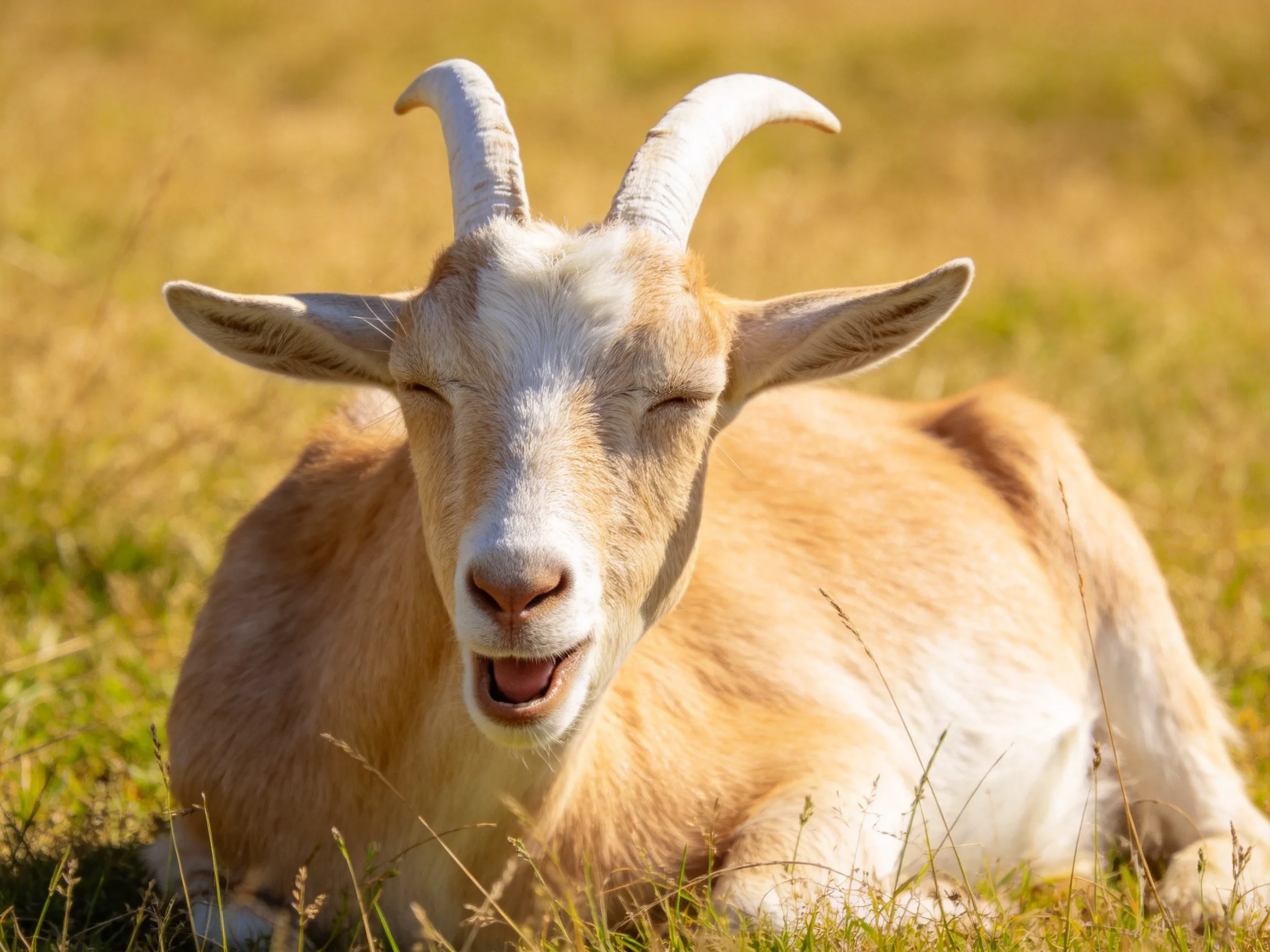 A tan-and-white goat relaxes in sunlit grass.
