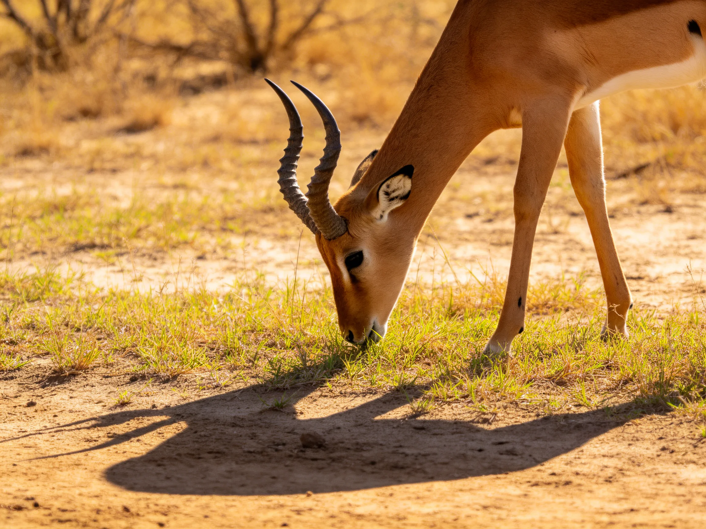 A tan antelope grazes on green grass in sunlit savannah