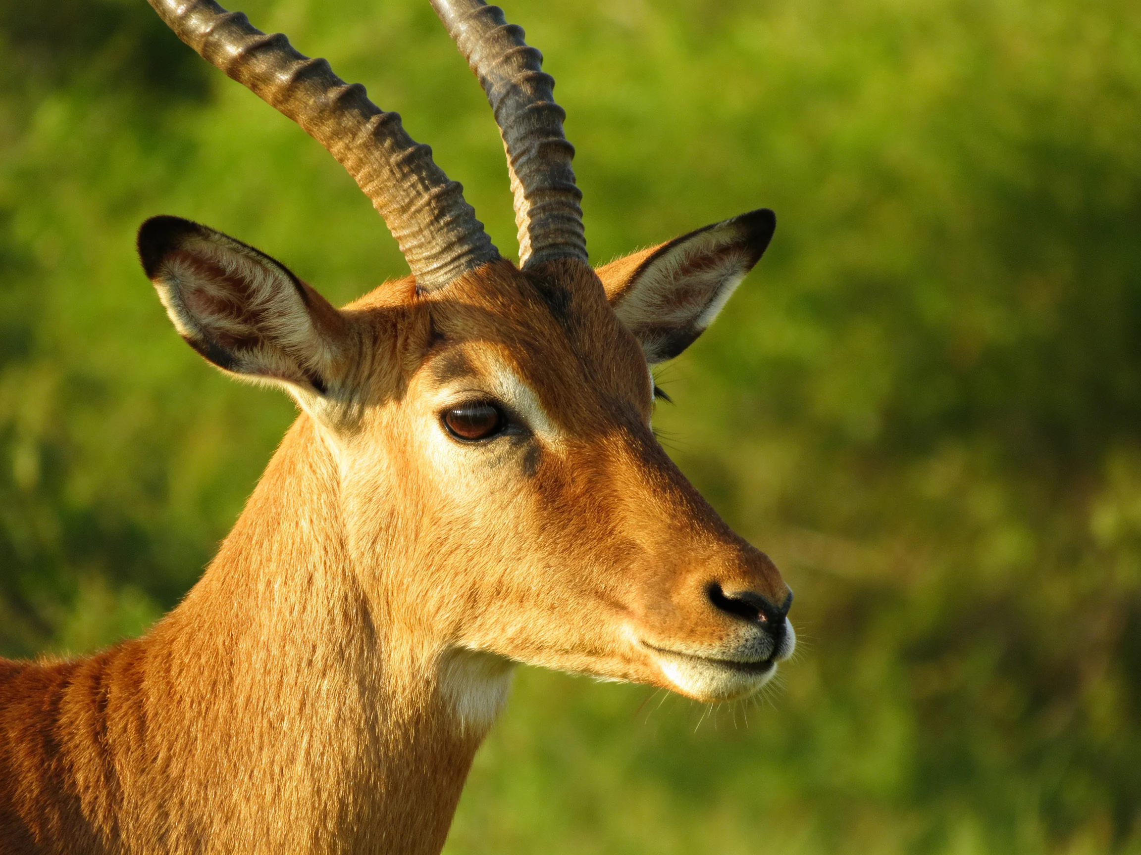 A tan antelope with curved horns in lush green surroundings