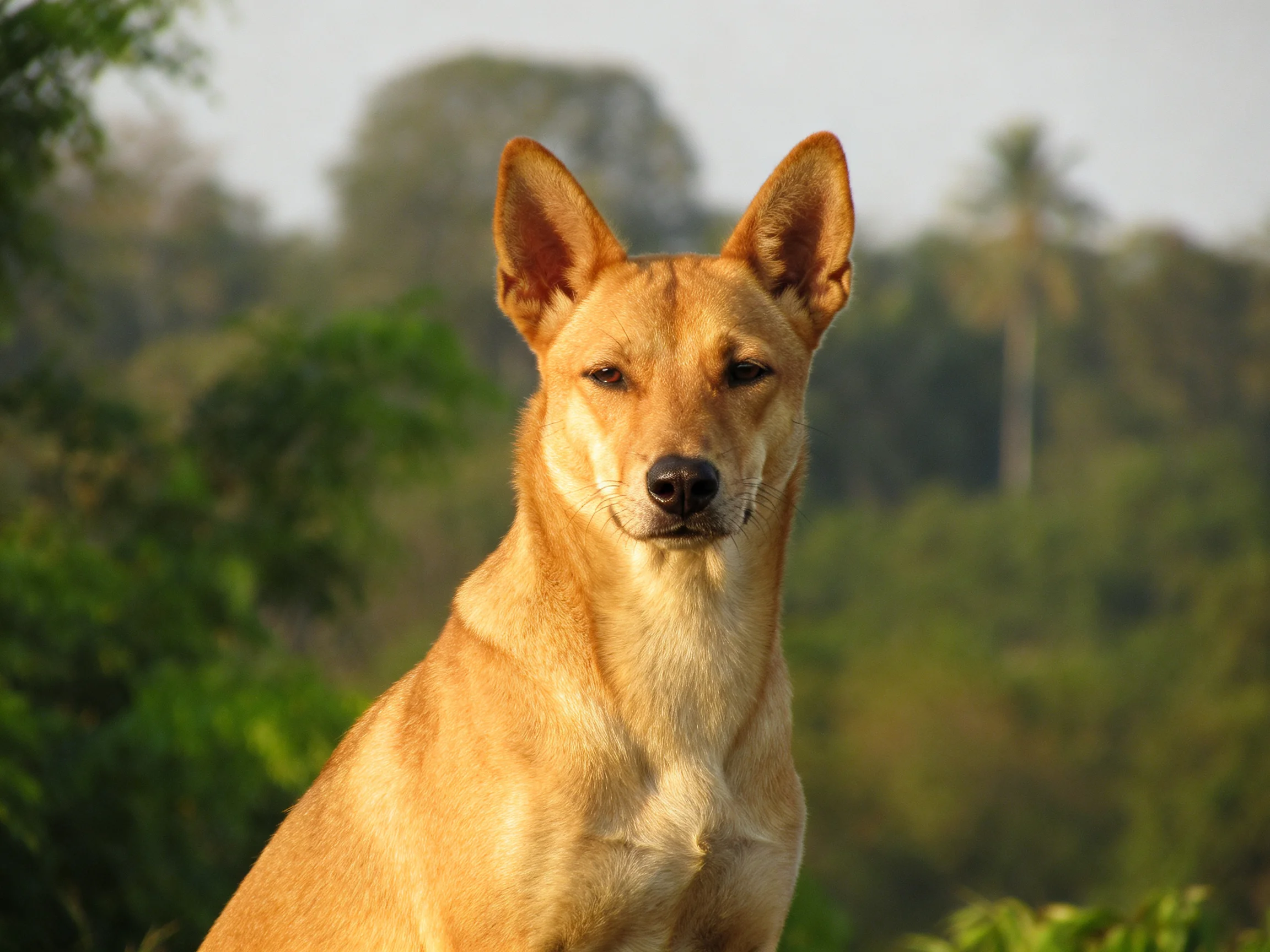 A tan-colored dog with pointed ears in a green, wooded area