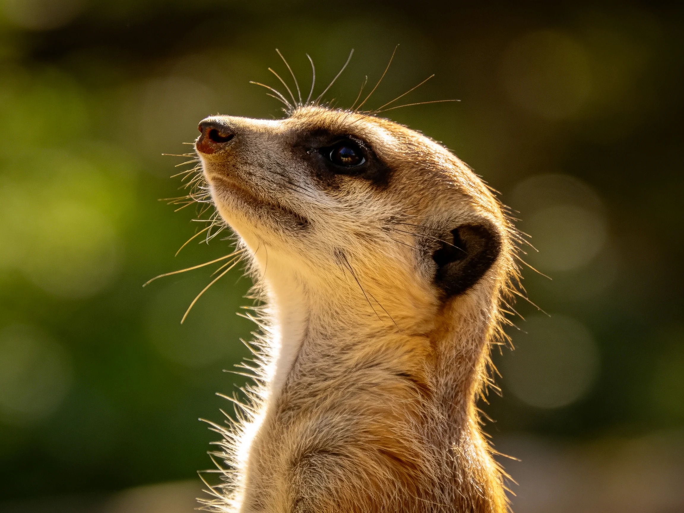 A tan-furred meerkat gazes upward with a blurred green backdrop
