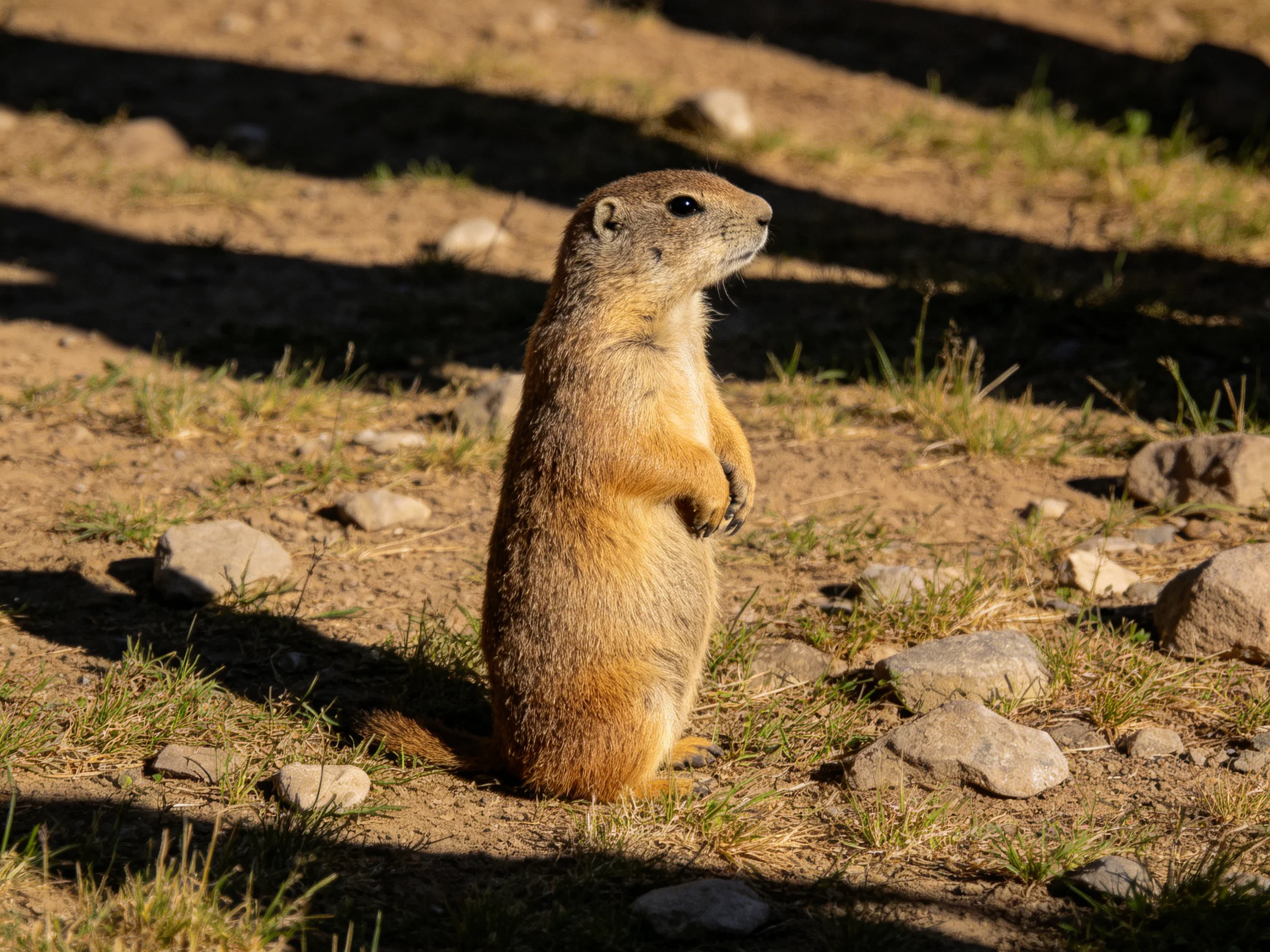 A tan-furred prairie dog stands upright amid scattered rocks and dry grass