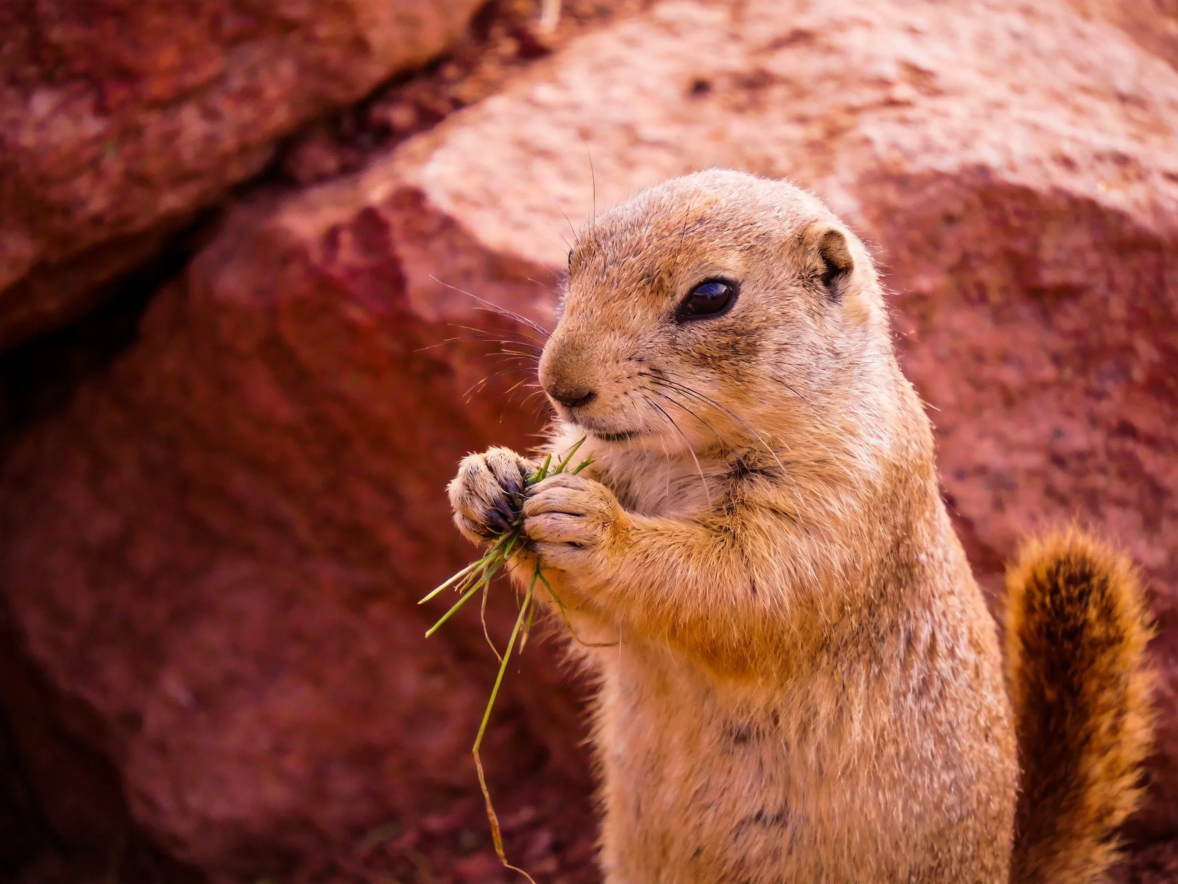 A tan ground squirrel nibbles grass near reddish rocky formations