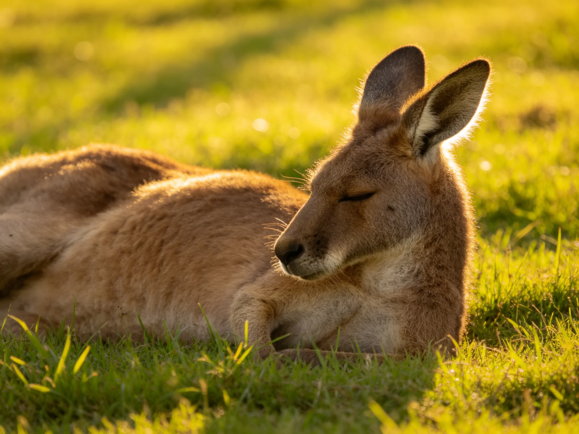 A tan kangaroo rests in sun-drenched green grass during golden hour