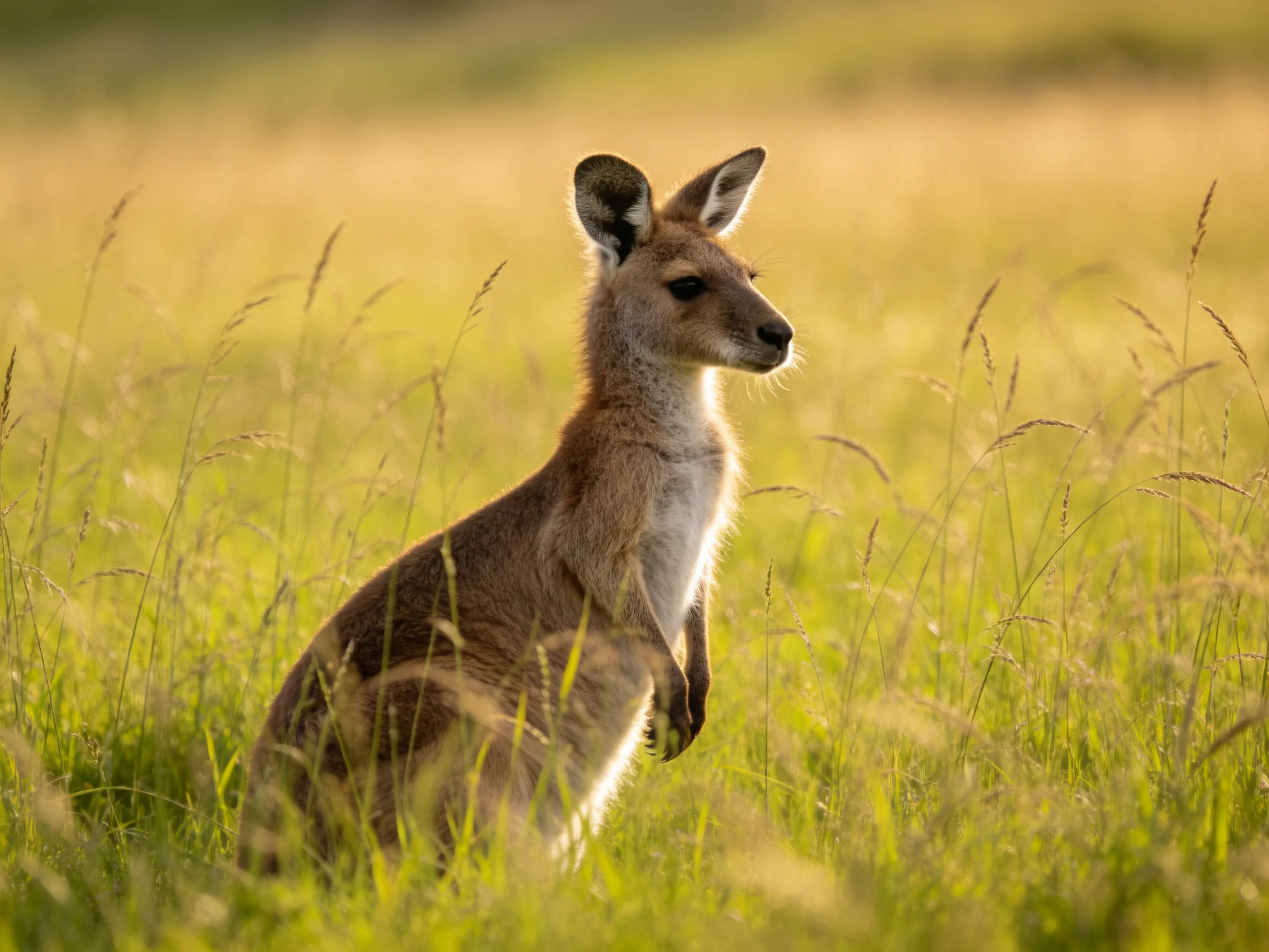 A tan kangaroo sits amid tall green grasses