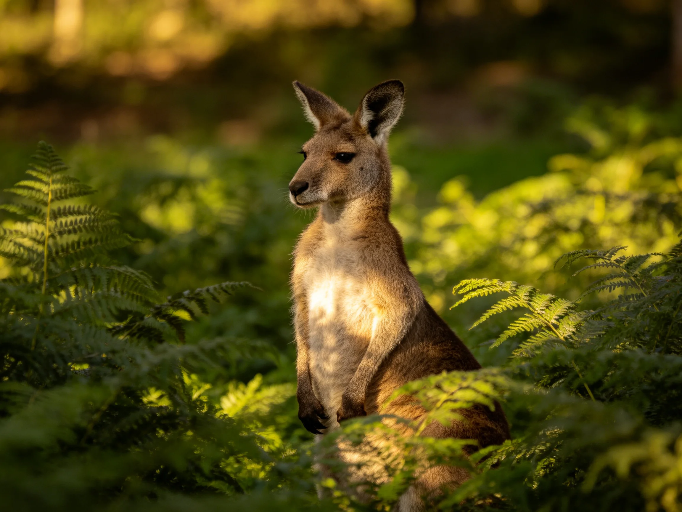 A tan kangaroo is nestled among lush ferns in a sun-dappled natural setting.