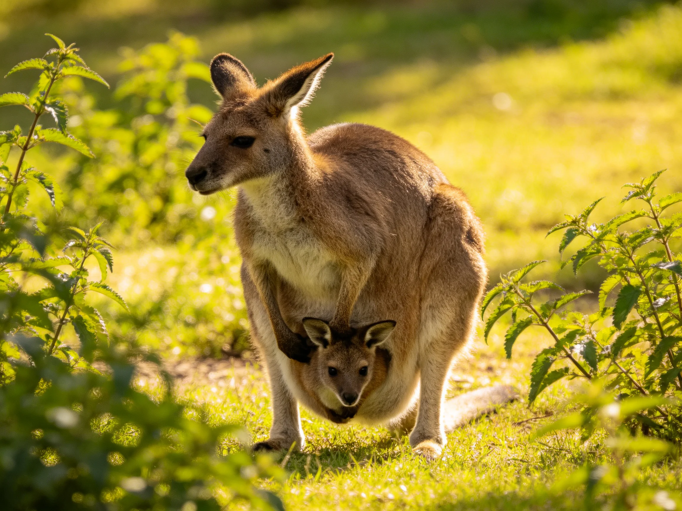 A tan kangaroo with a joey in its pouch amid lush greenery