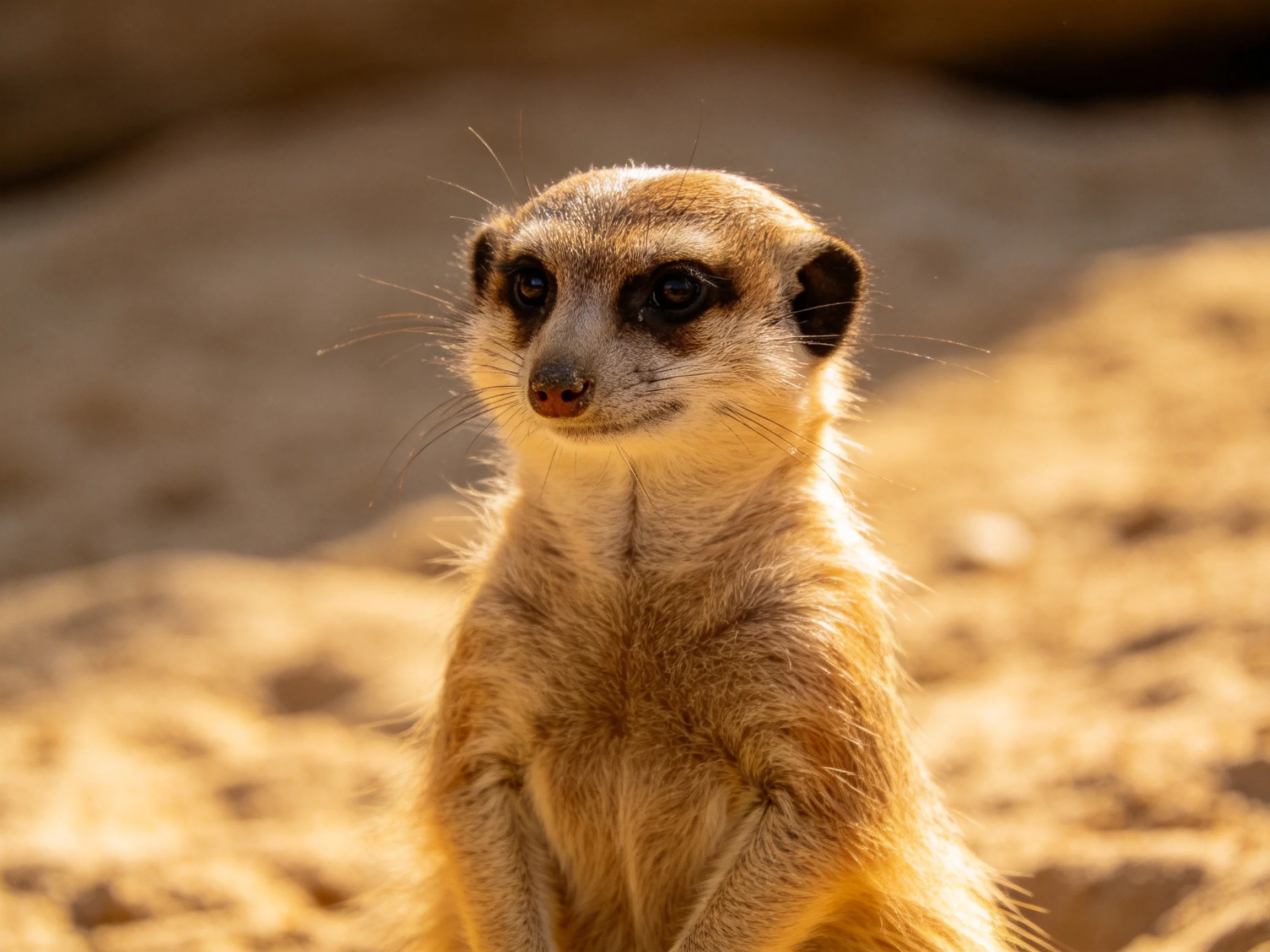 A tan meerkat stands alert amid sunlit sandy terrain