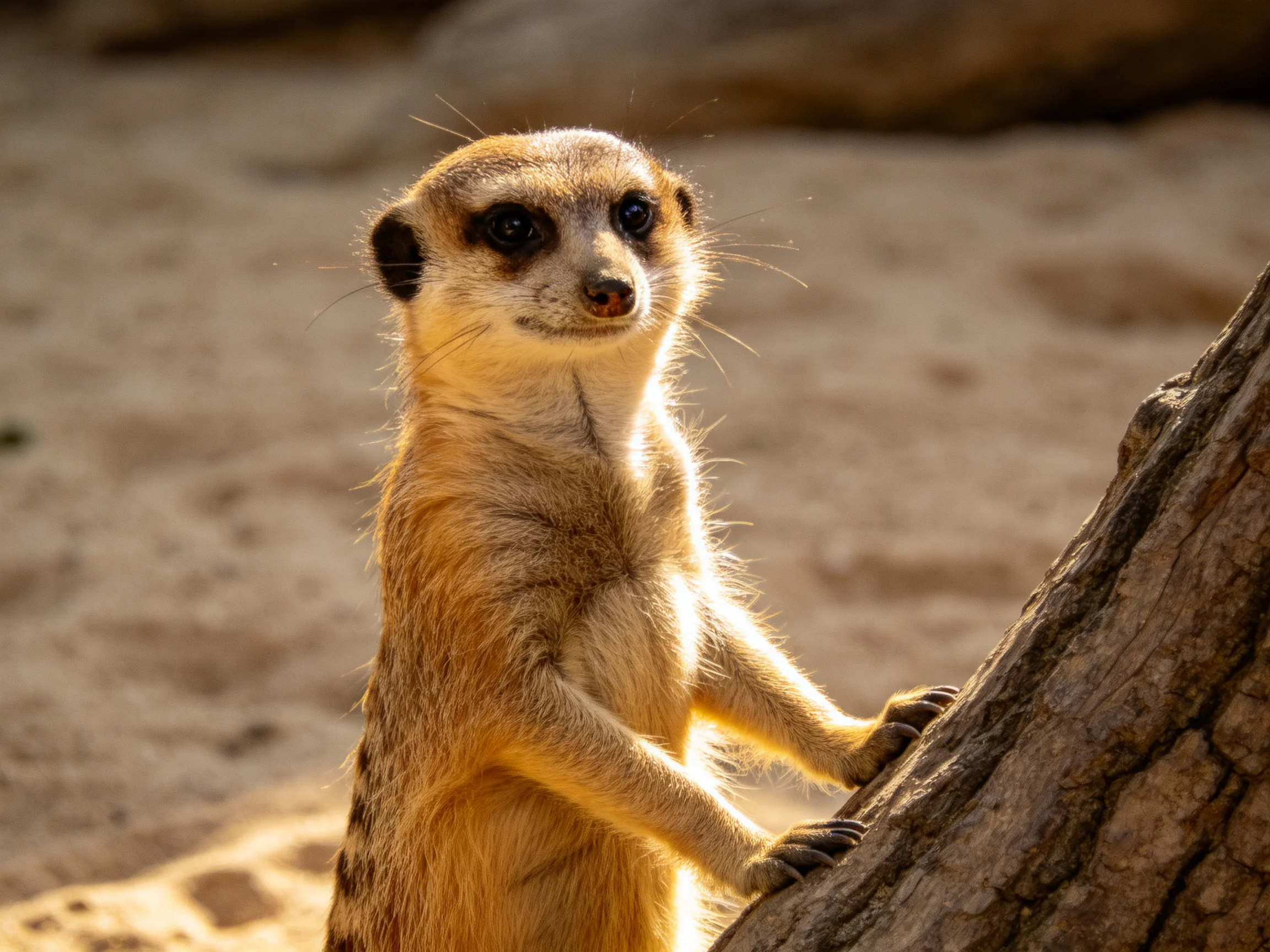 A tan meerkat stands alert beside a weathered tree trunk