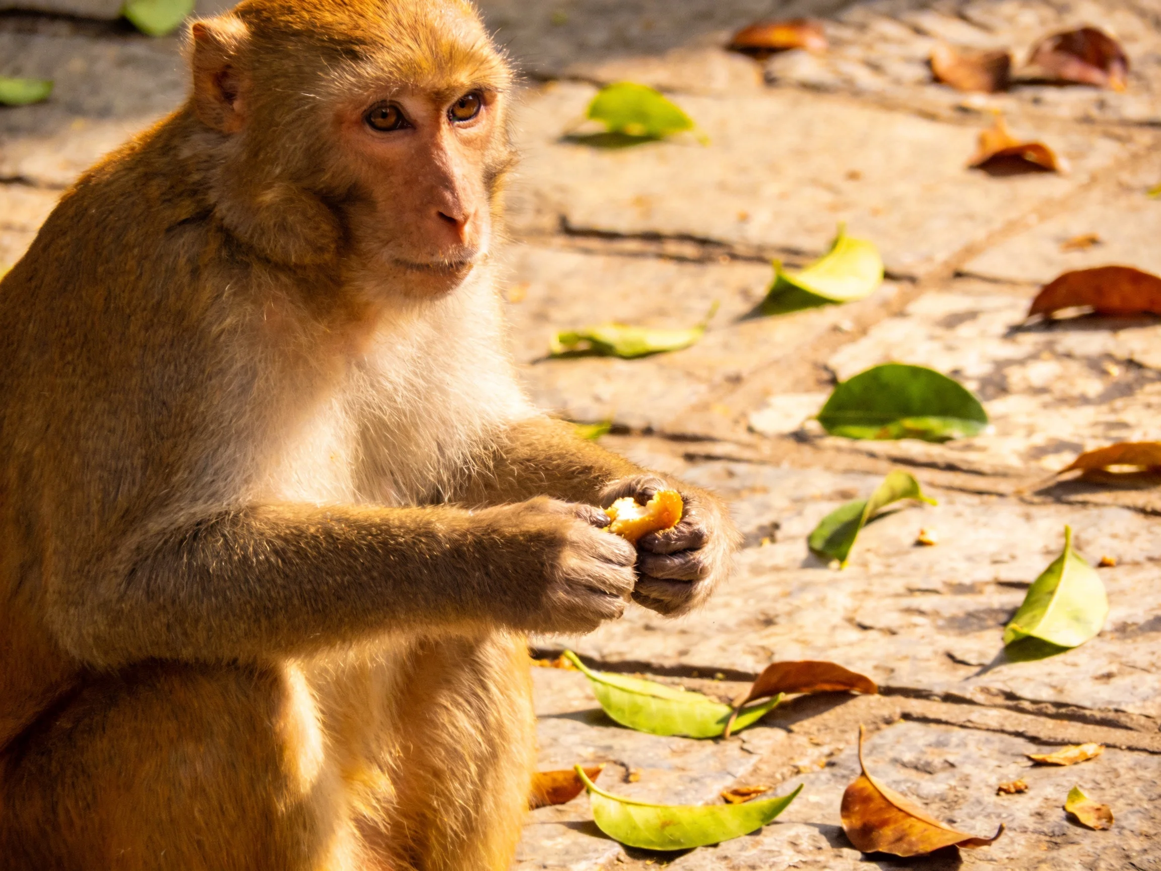 A tan monkey eats near scattered green and brown leaves