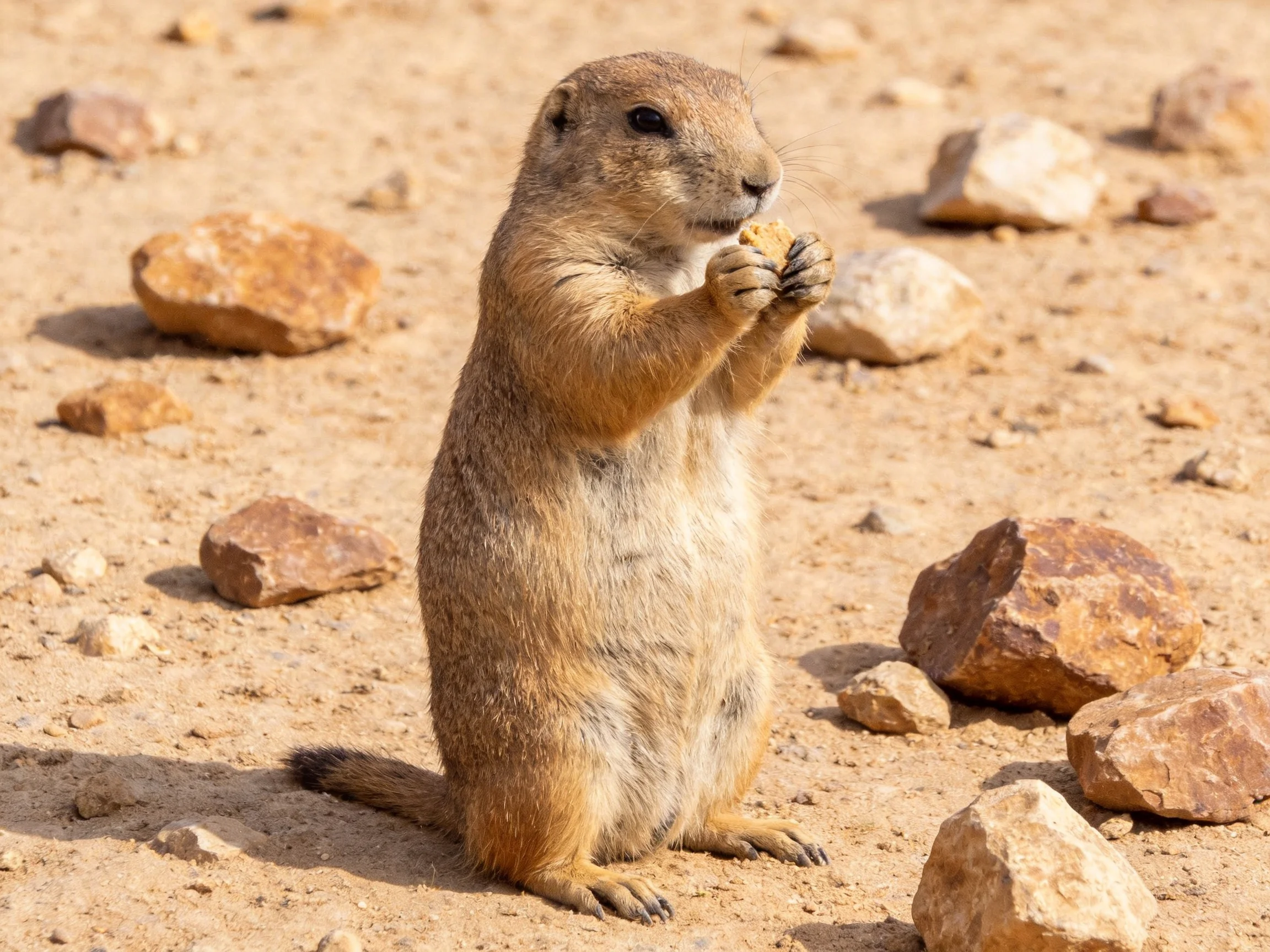 A tan prairie dog eating near scattered brown rocks on sandy ground