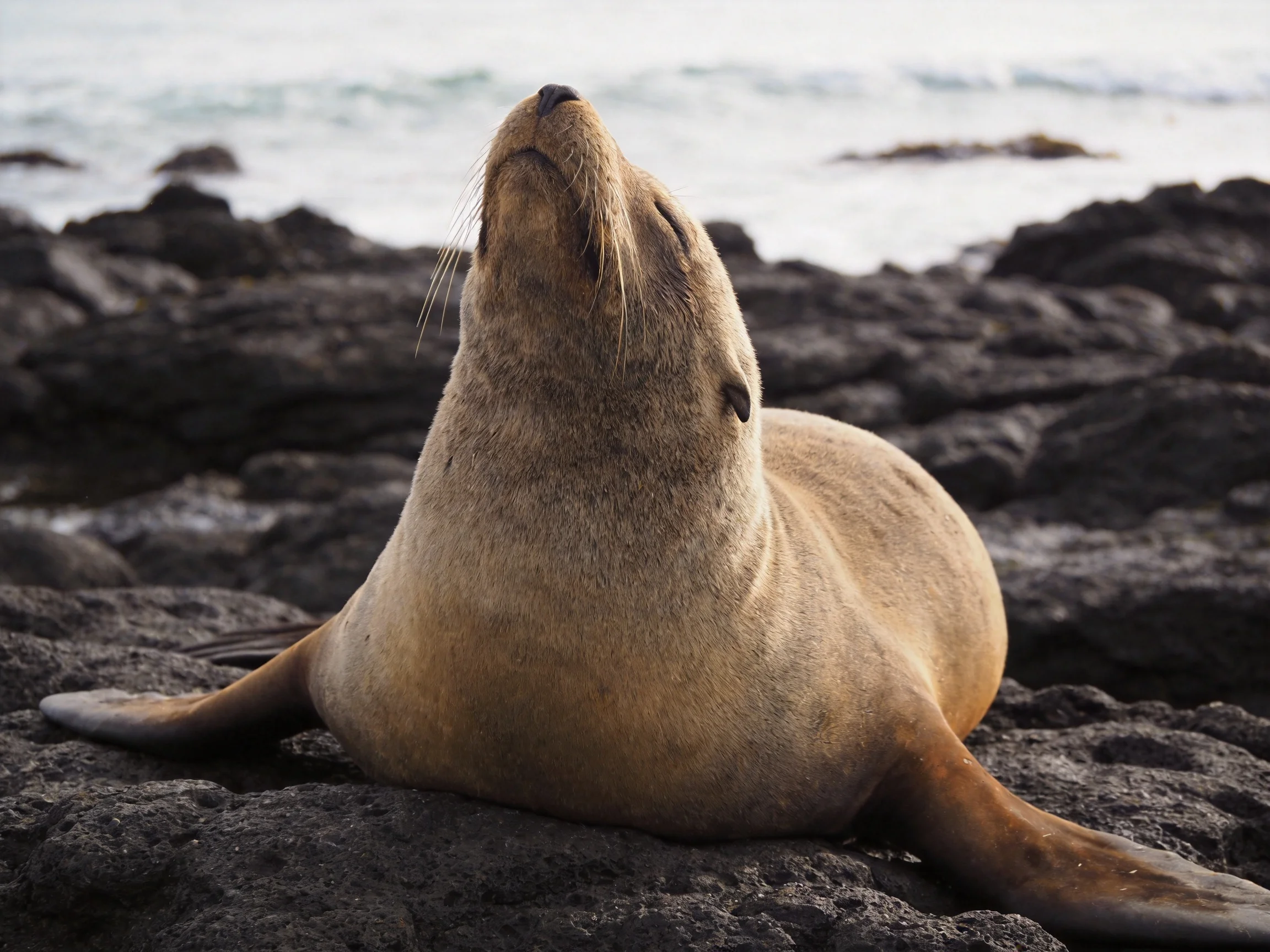 A tan sea lion rests on dark volcanic rocks by the ocean