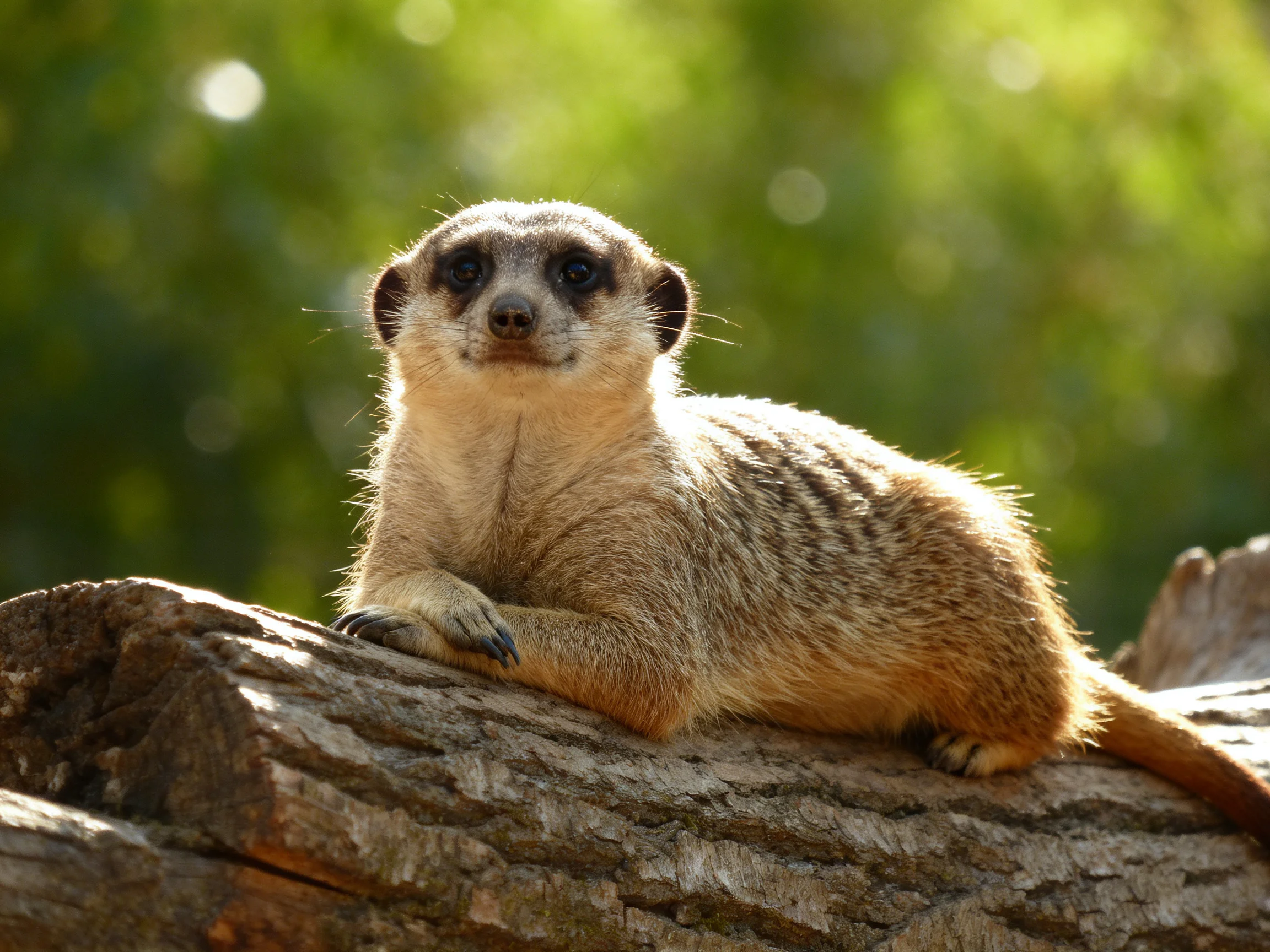 A tan-spotted meerkat rests on a large, aged log with green surroundings