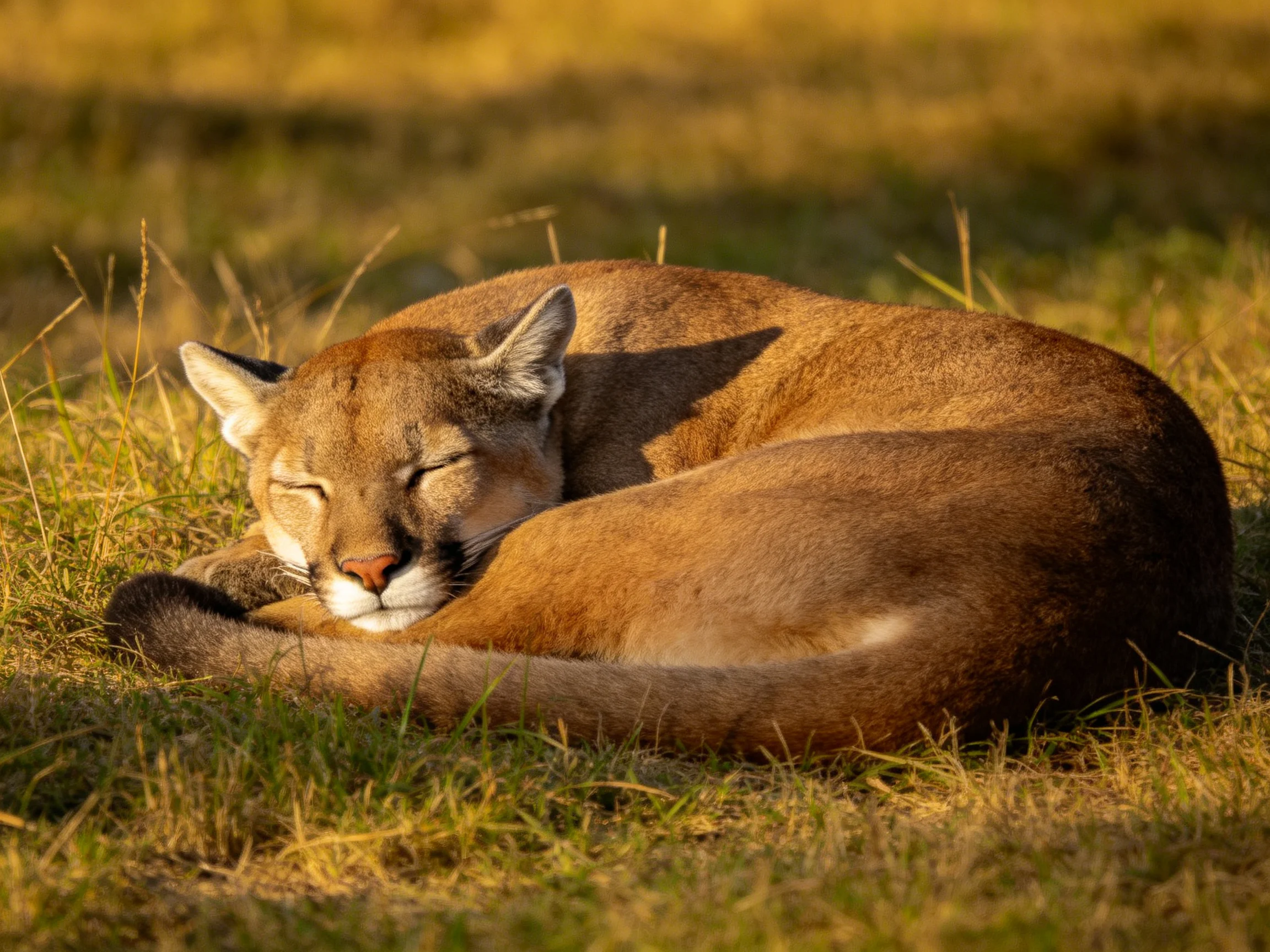 A tawny cougar rests in sunlit grassy terrain