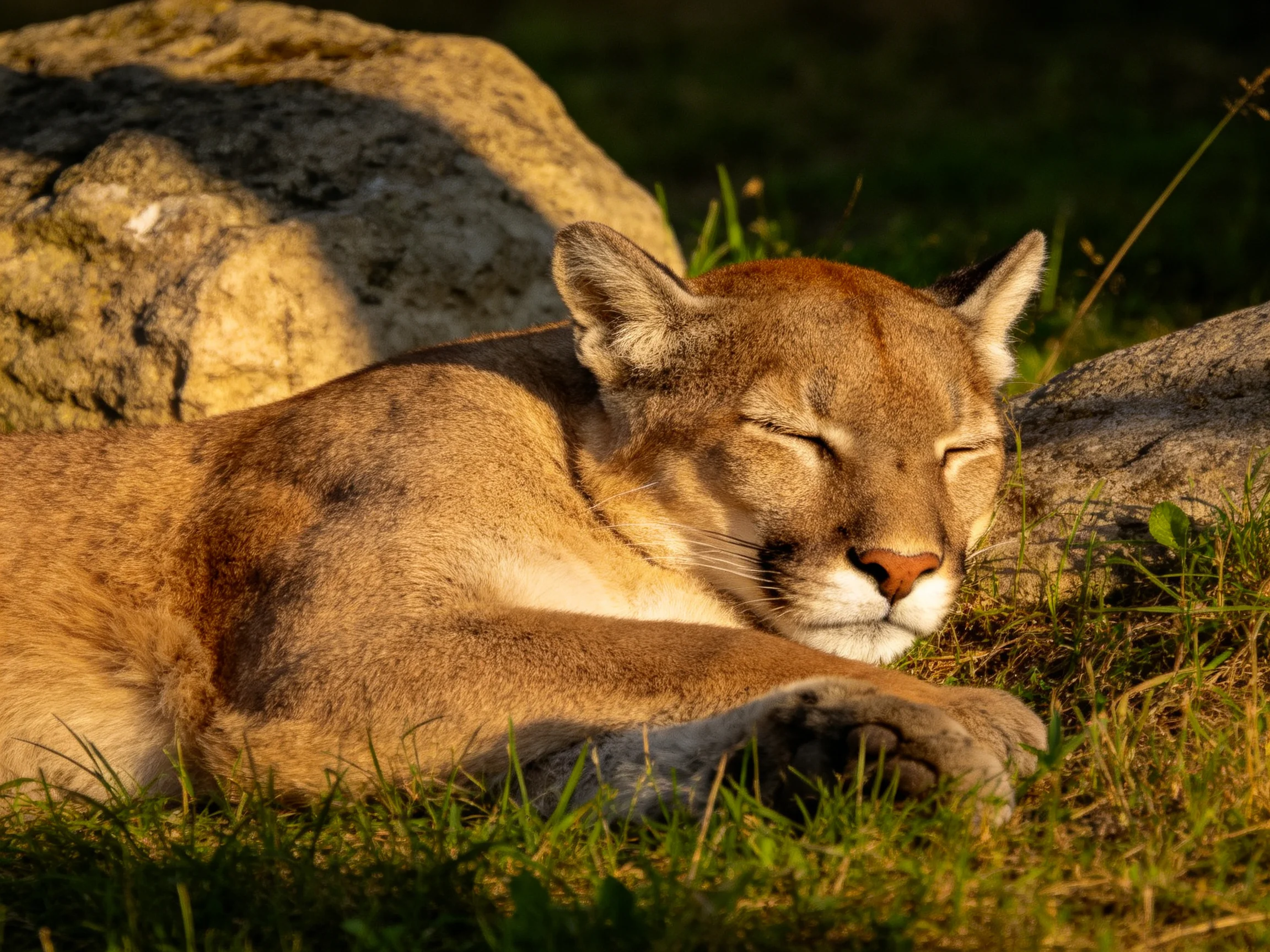 A tawny cougar rests near large rocks amid green grass