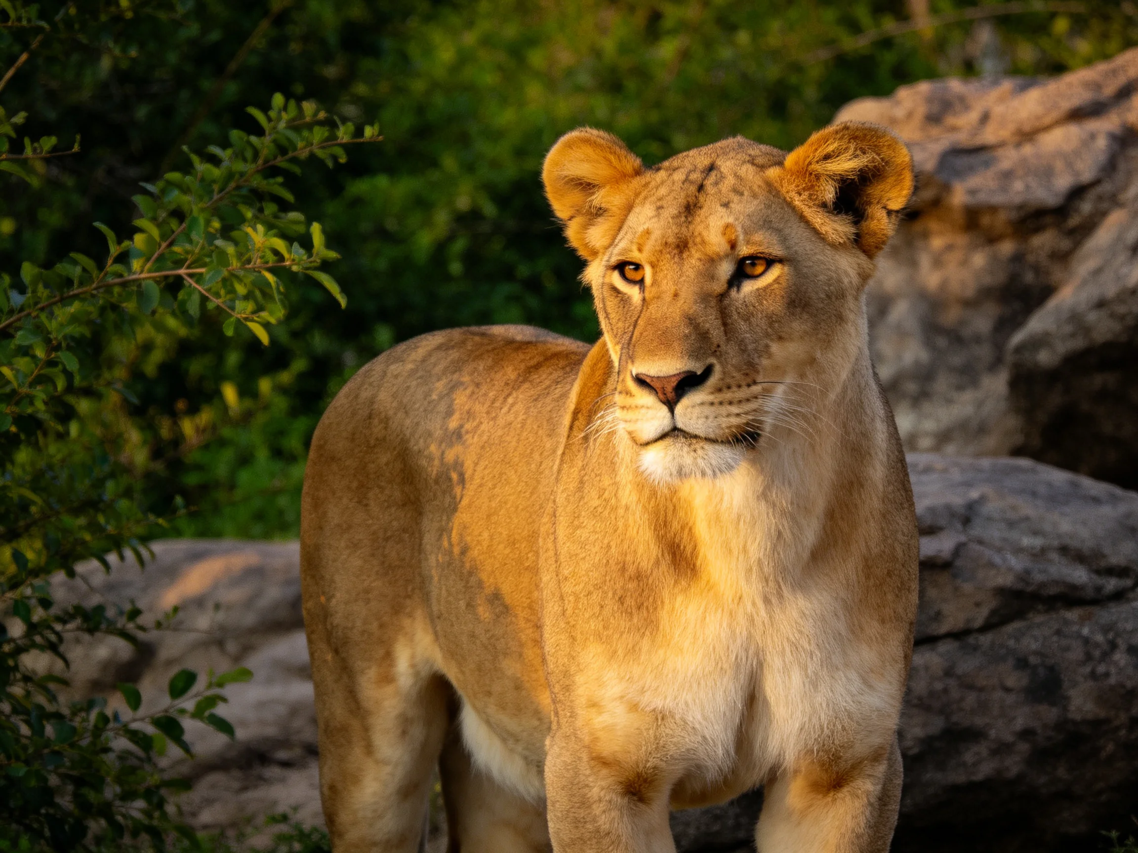 A tawny lioness stands near rocky terrain with lush greenery