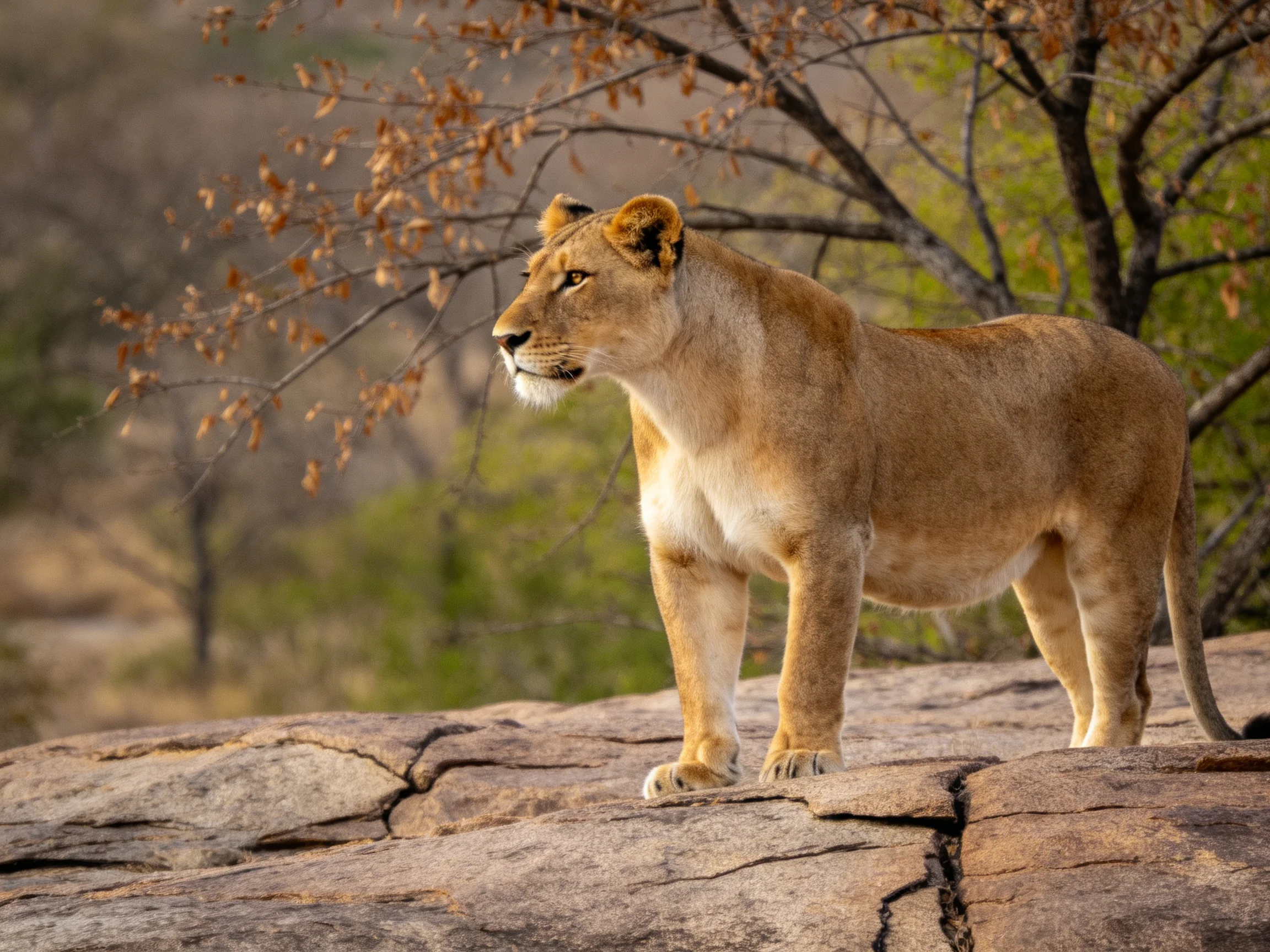 A lioness stands on a rock, surveying the landscape.