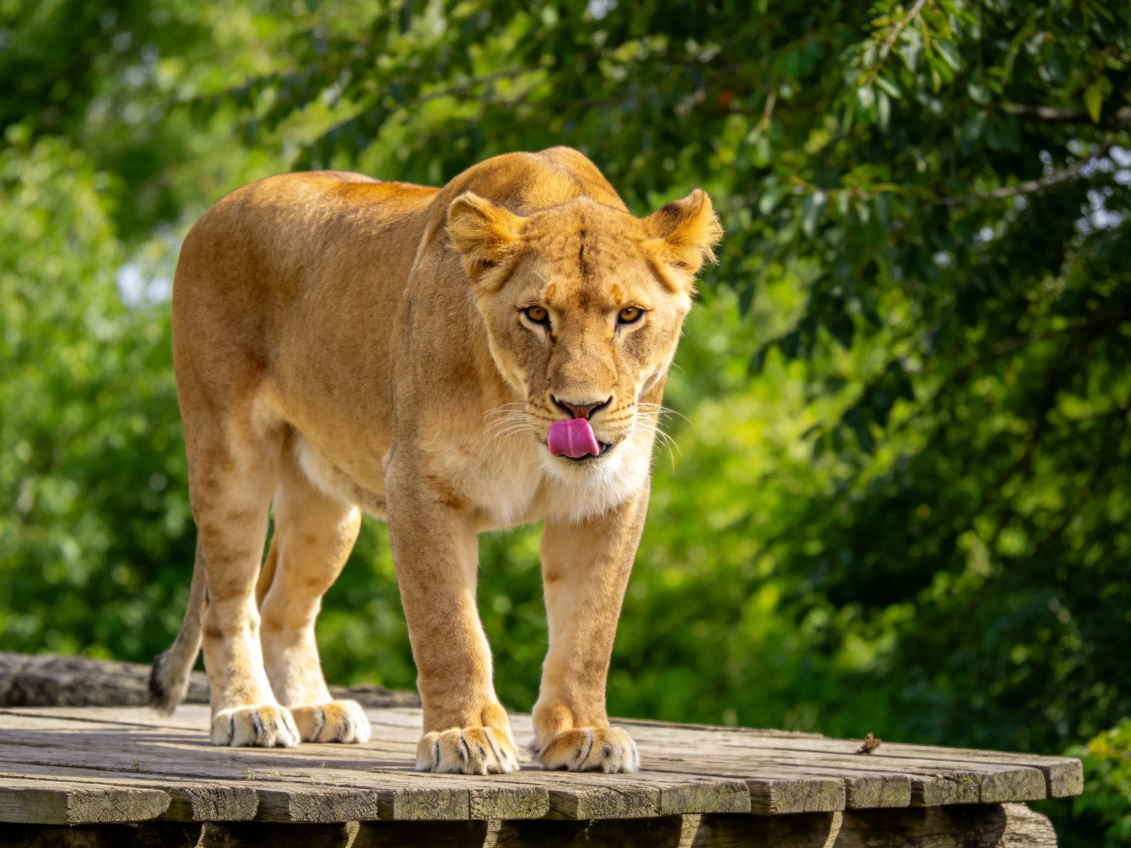A tawny lioness stands on a wooden platform amid lush green foliage