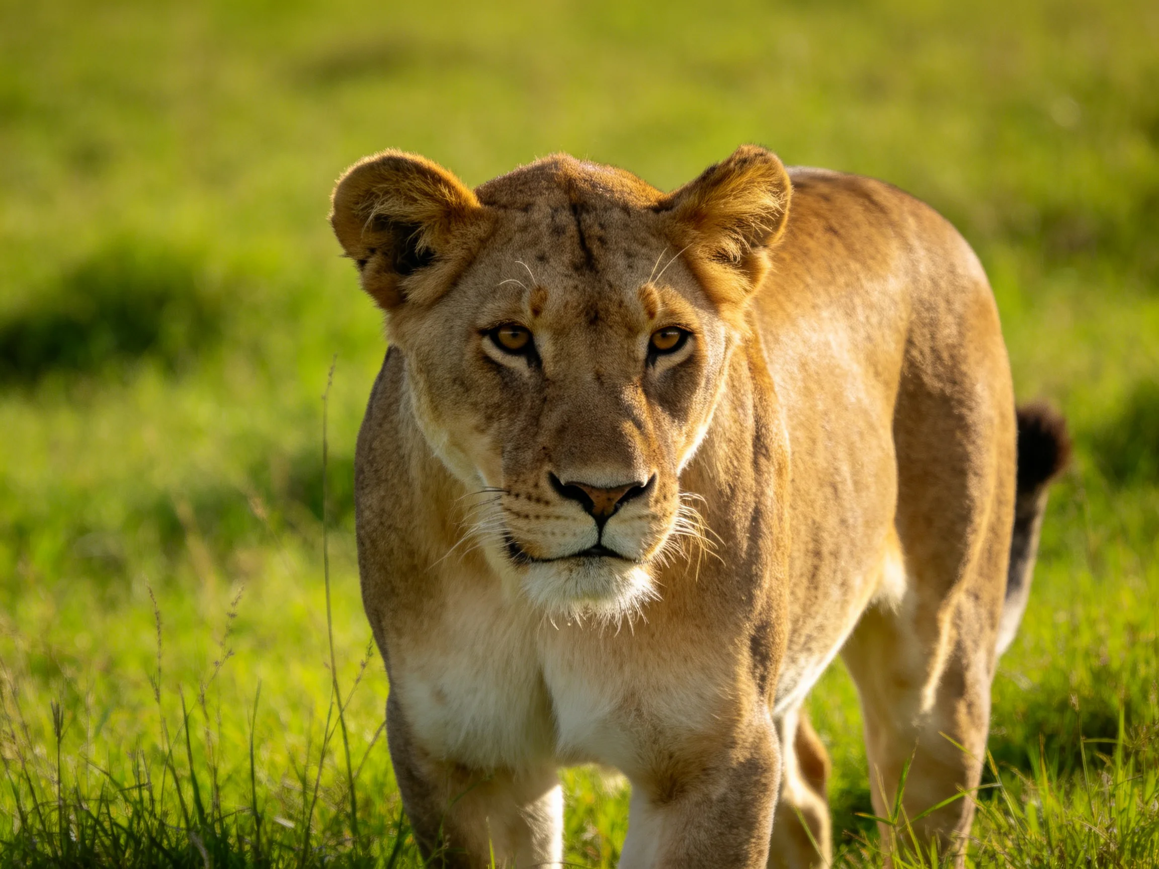 A tawny lioness walks through lush green savannah grass