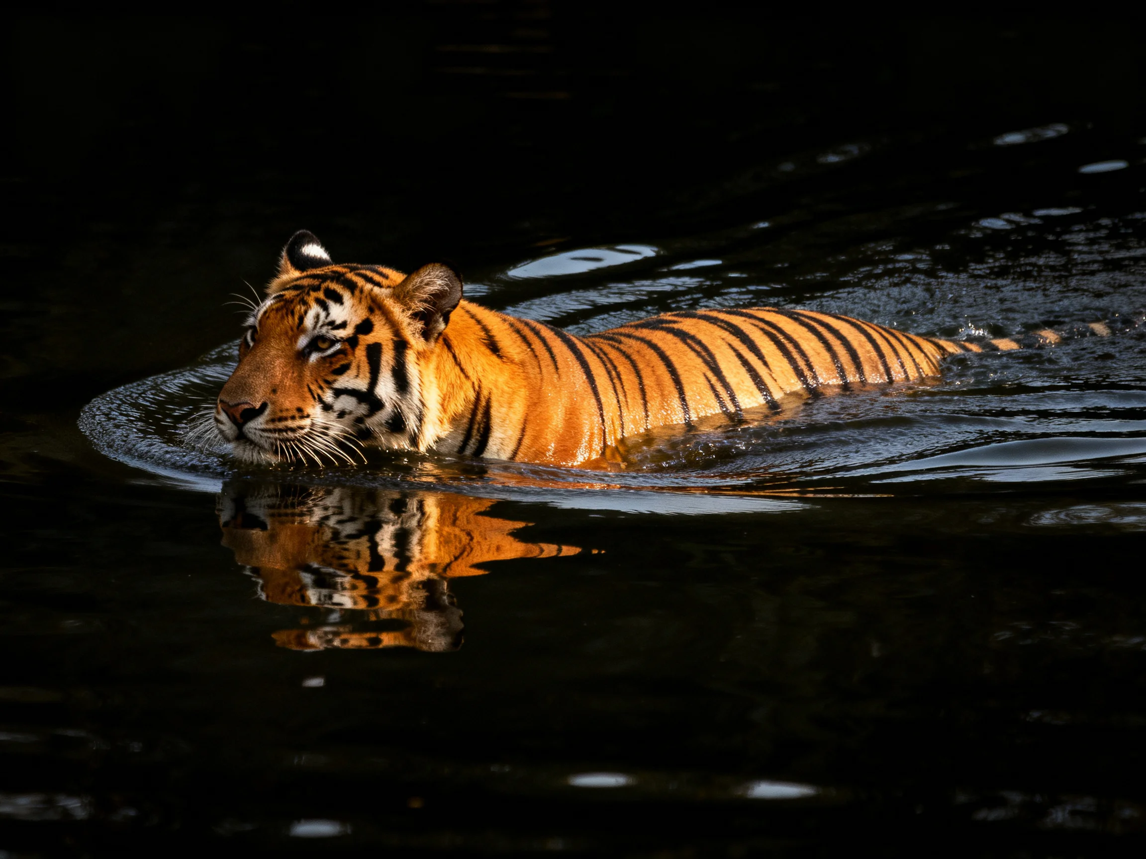A tawny tiger swims through dark, reflective waters
