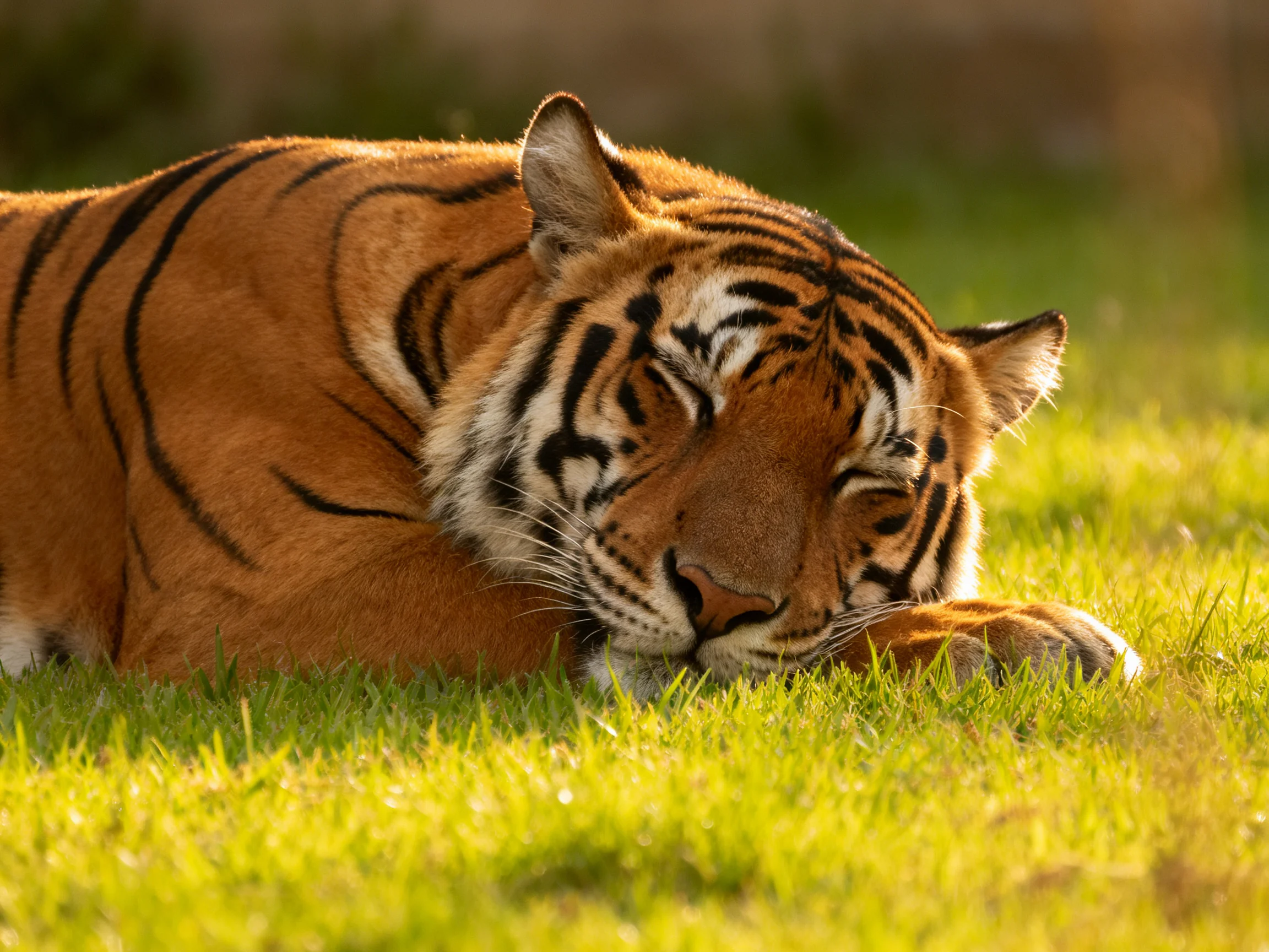 A tawny tiger with bold black stripes rests on lush green grass