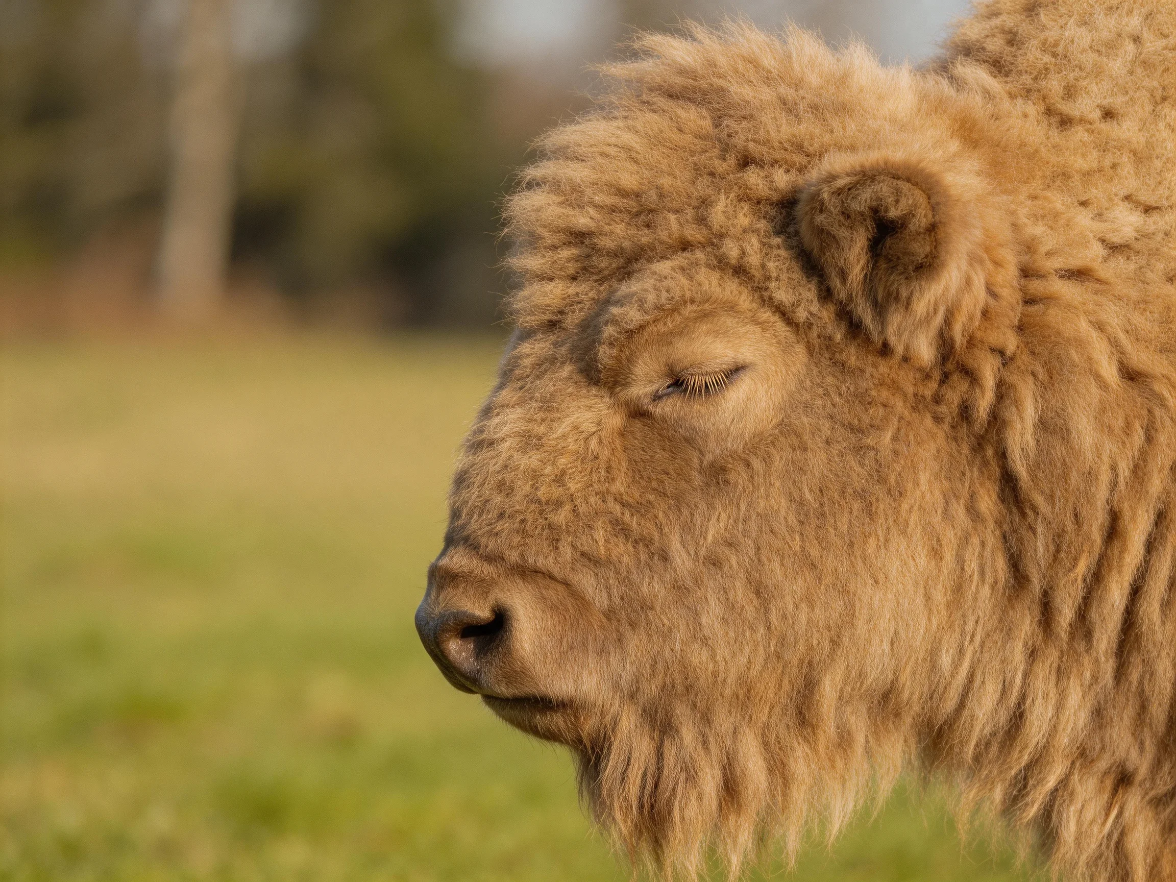 A thick - coated brown bovine rests with closed eyes in a grassy meadow.