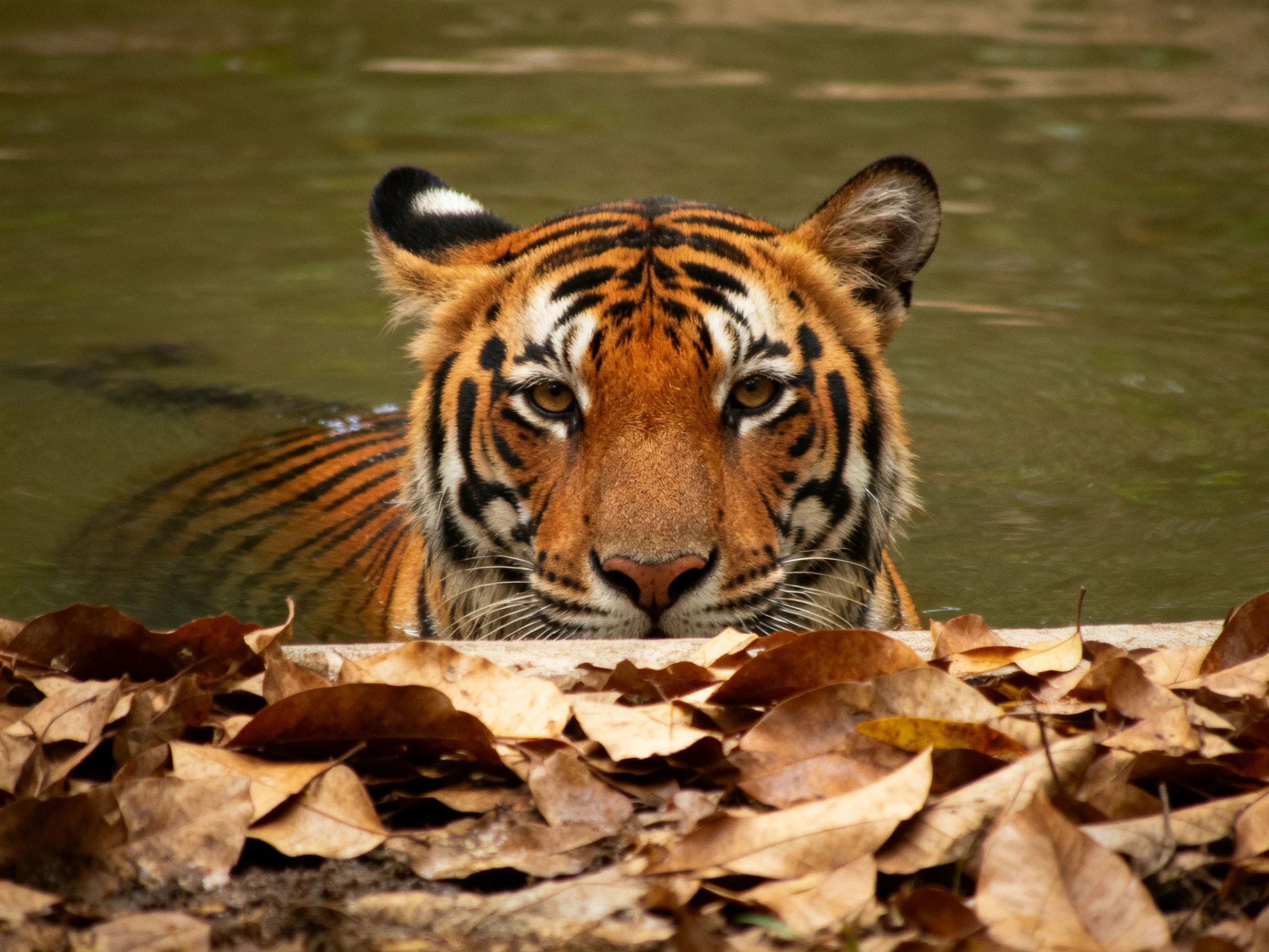 A tiger partially submerged in greenish water near brown dried leaves