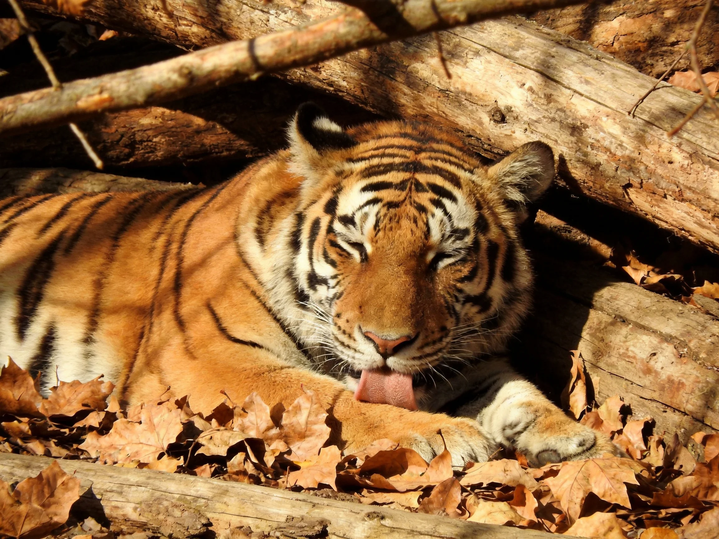 A tiger resting amid stacked wooden logs and autumn foliage
