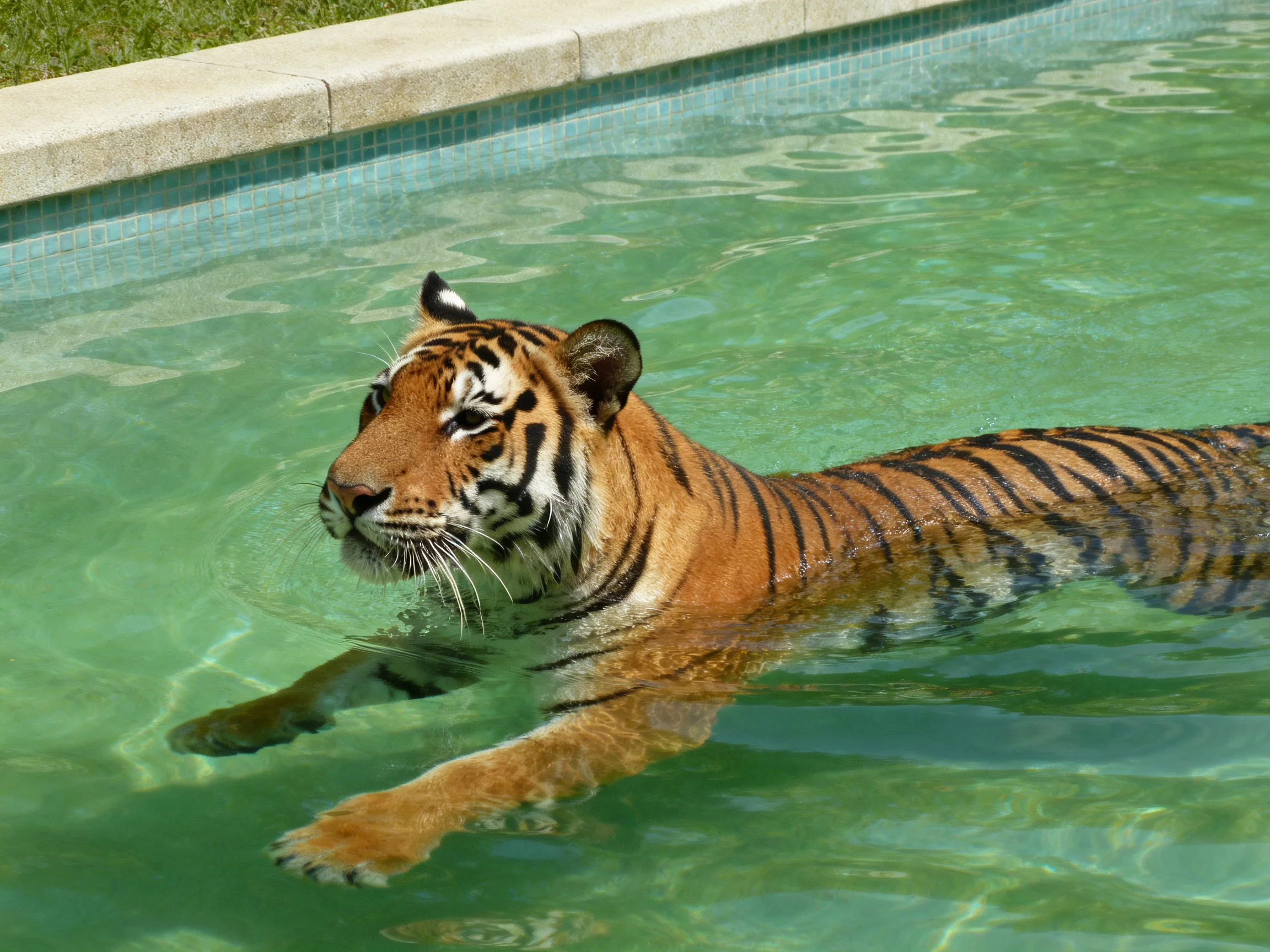 A tiger swims in a clear green pool with bold black stripes