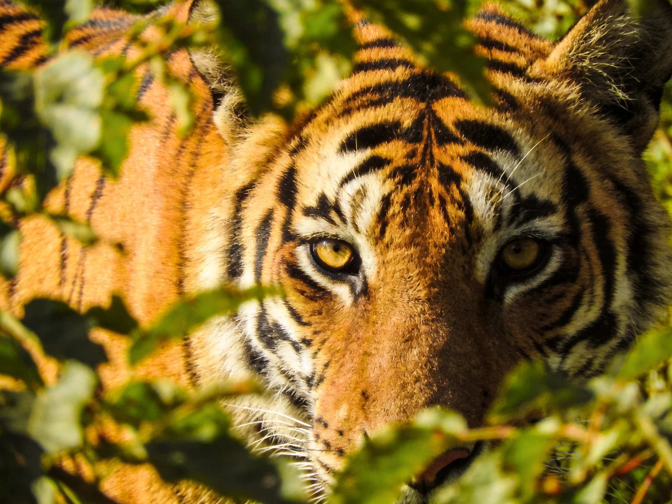 A tiger with bold black stripes amid dense green foliage
