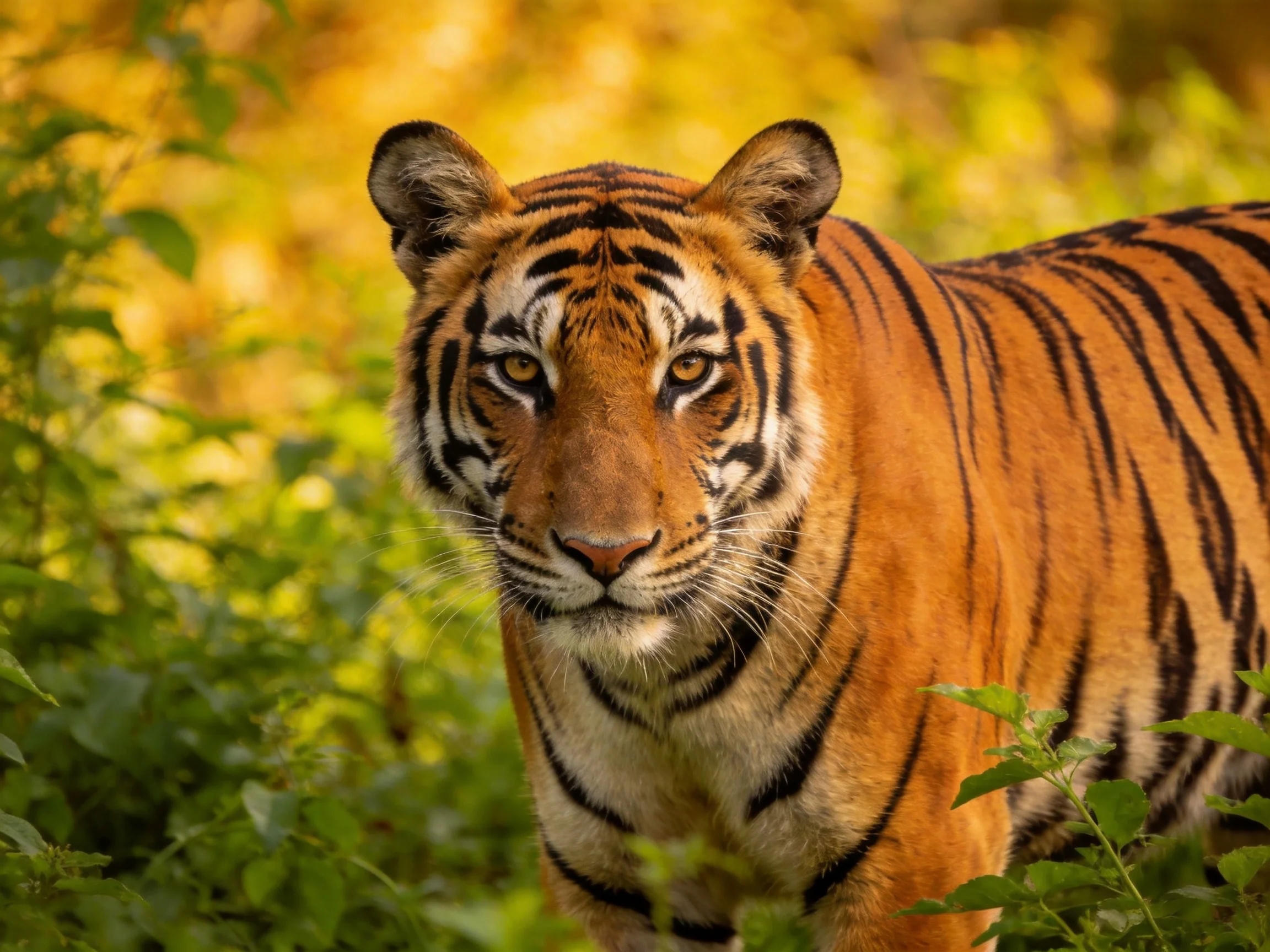 A tiger with bold black stripes in lush greenery