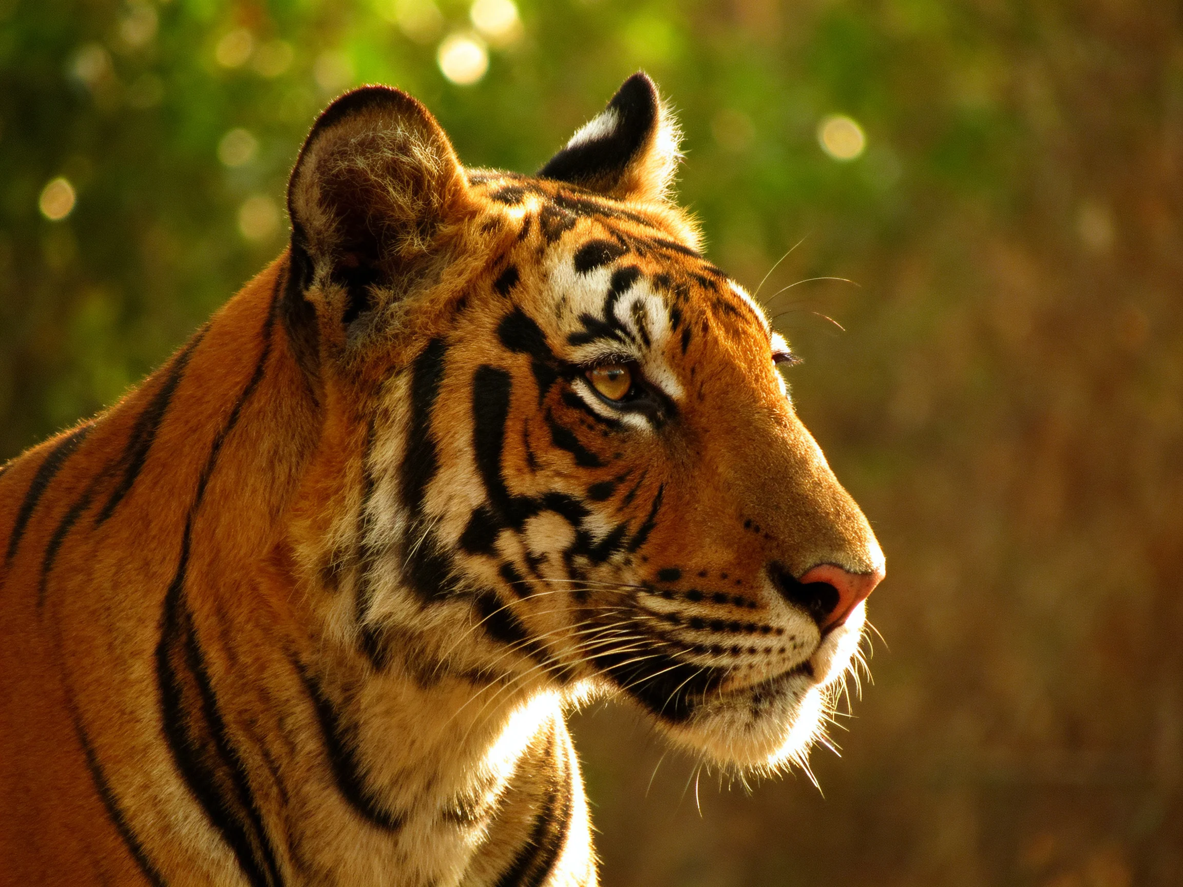 A tiger with bold black stripes on rich orange fur