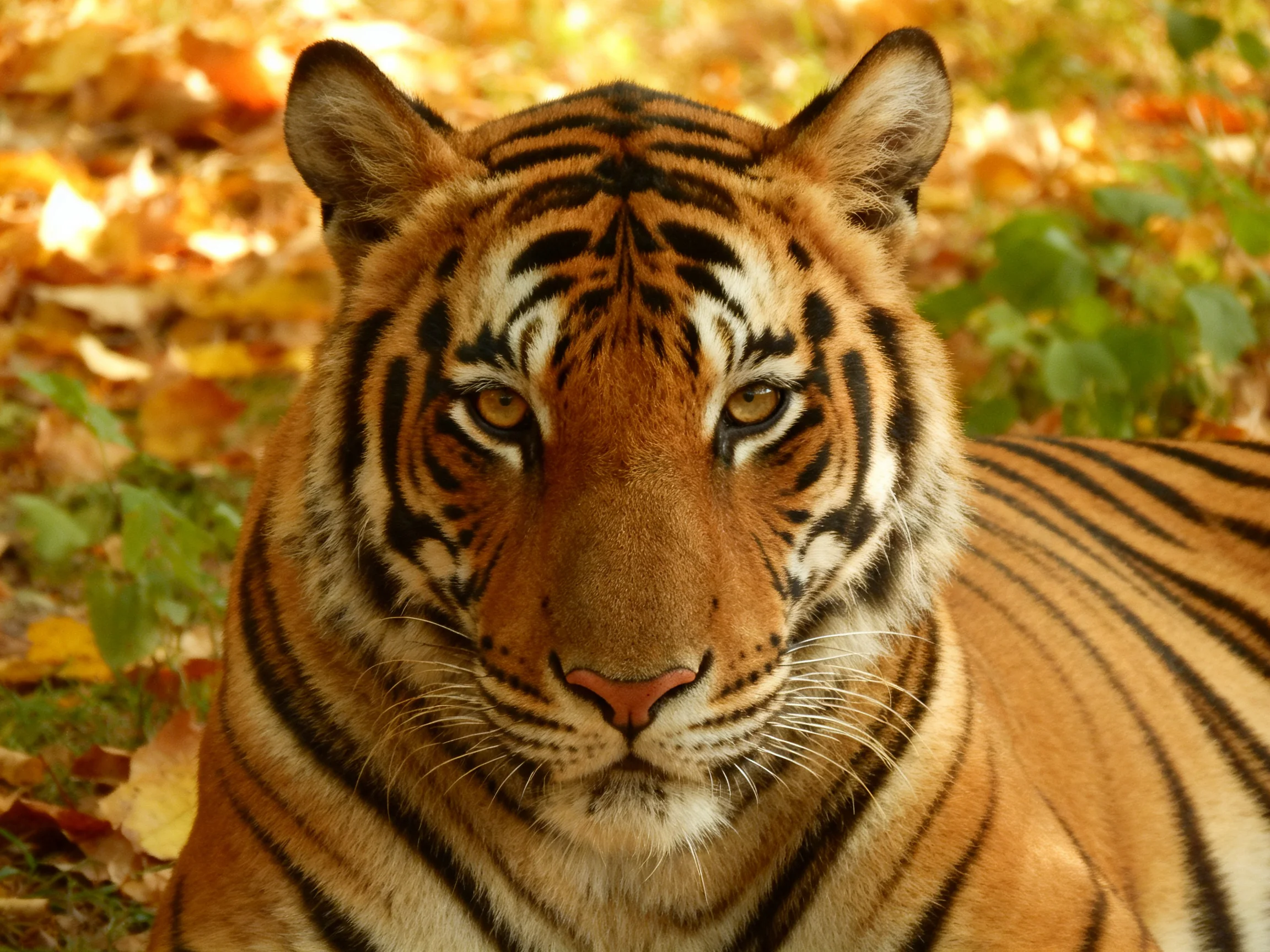 A tiger with bold black stripes rests amid autumn foliage