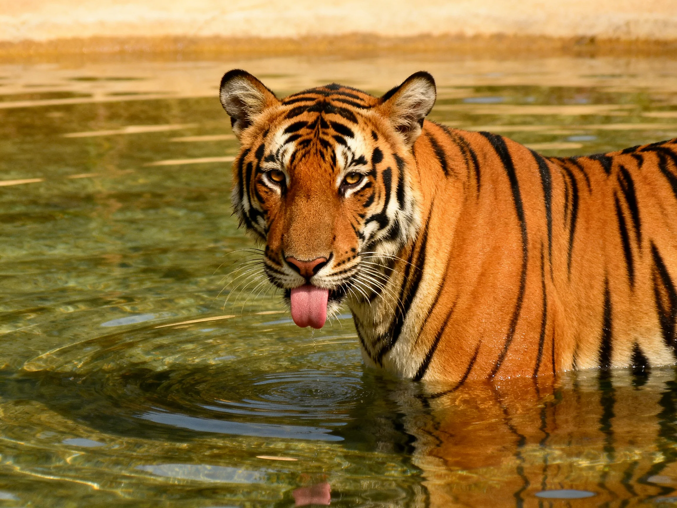 A tiger with bold black stripes stands in clear water