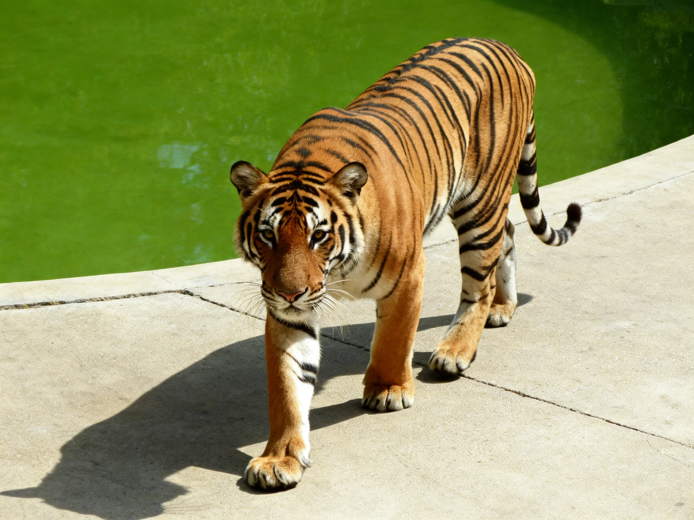 A tiger with striking black stripes walks along a concrete path beside a green pool.