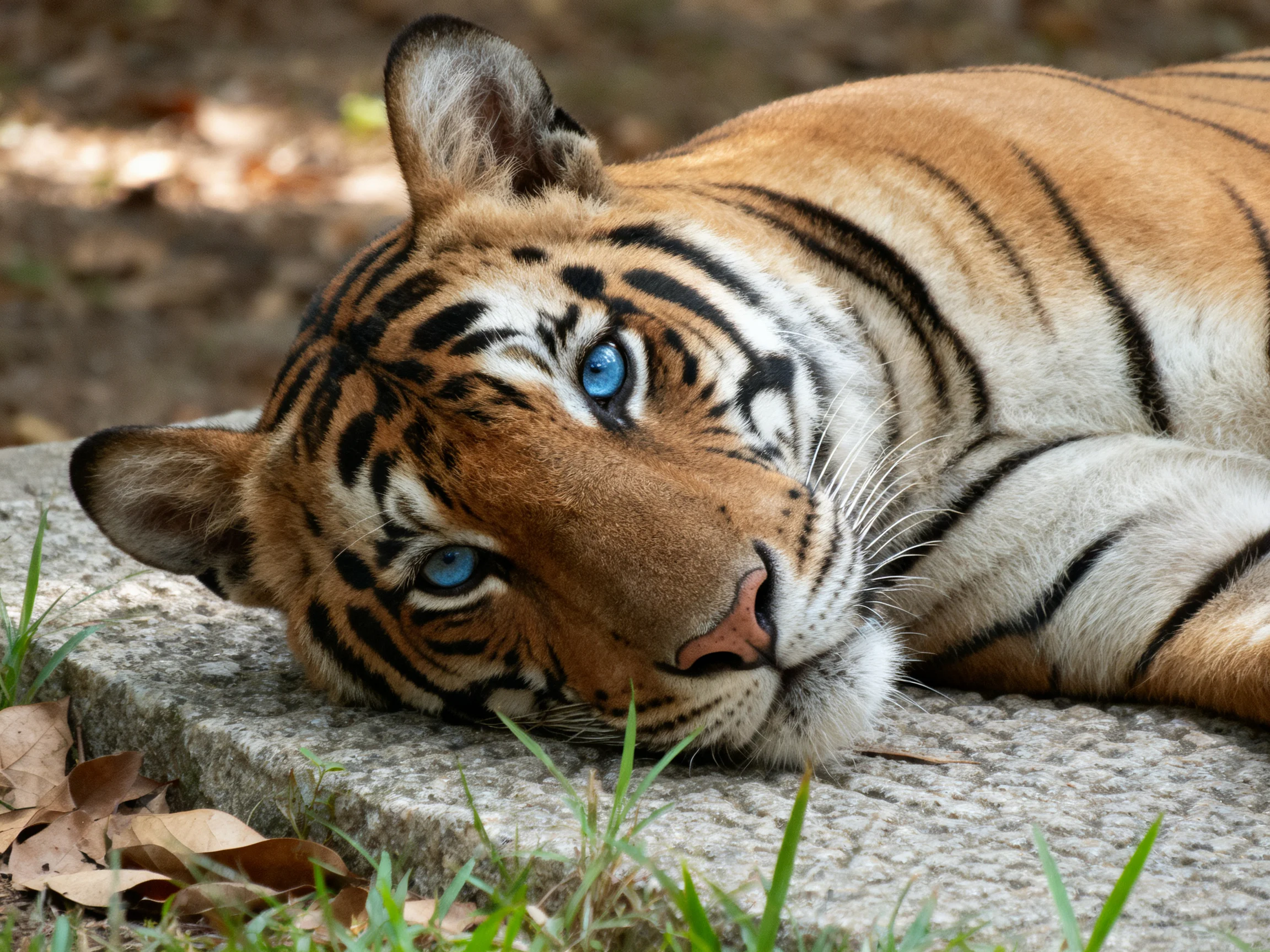 A tiger with bright blue eyes rests on a stone ledge in a natural setting.