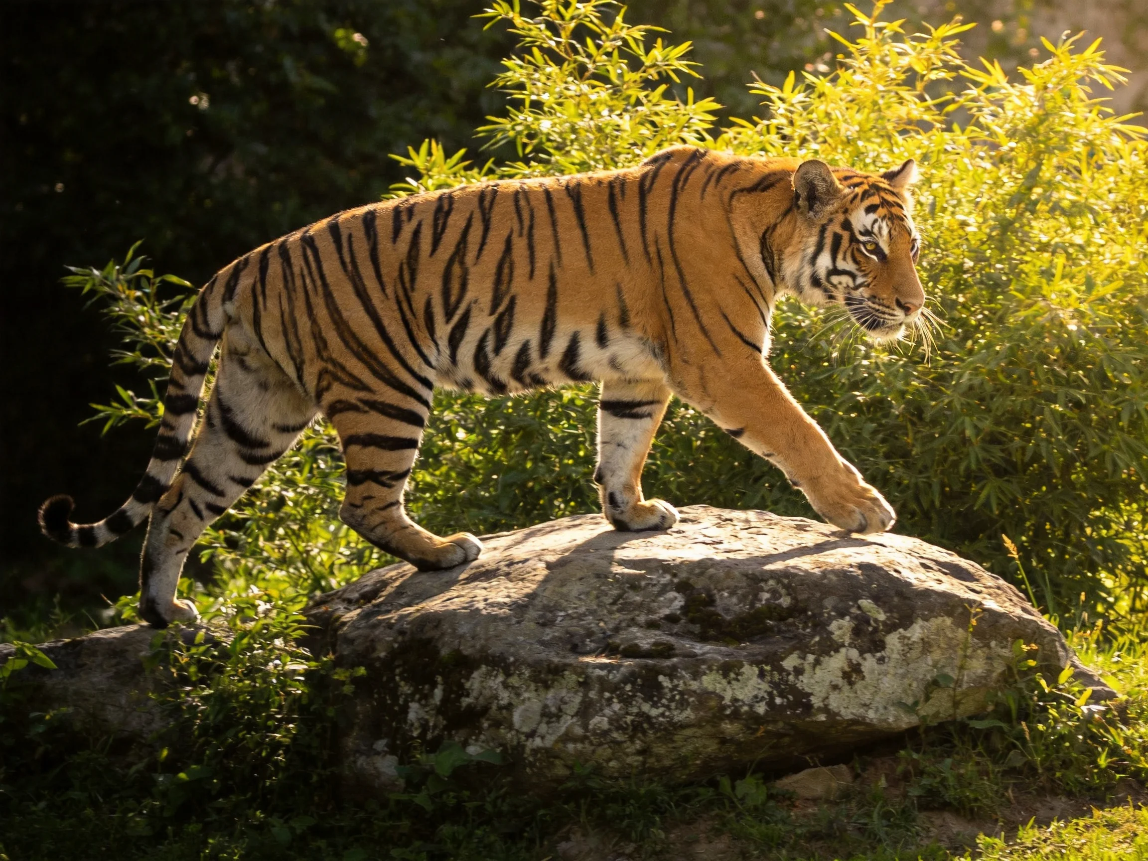 A tiger with orange stripes walks on a large mossy rock amid lush green foliage