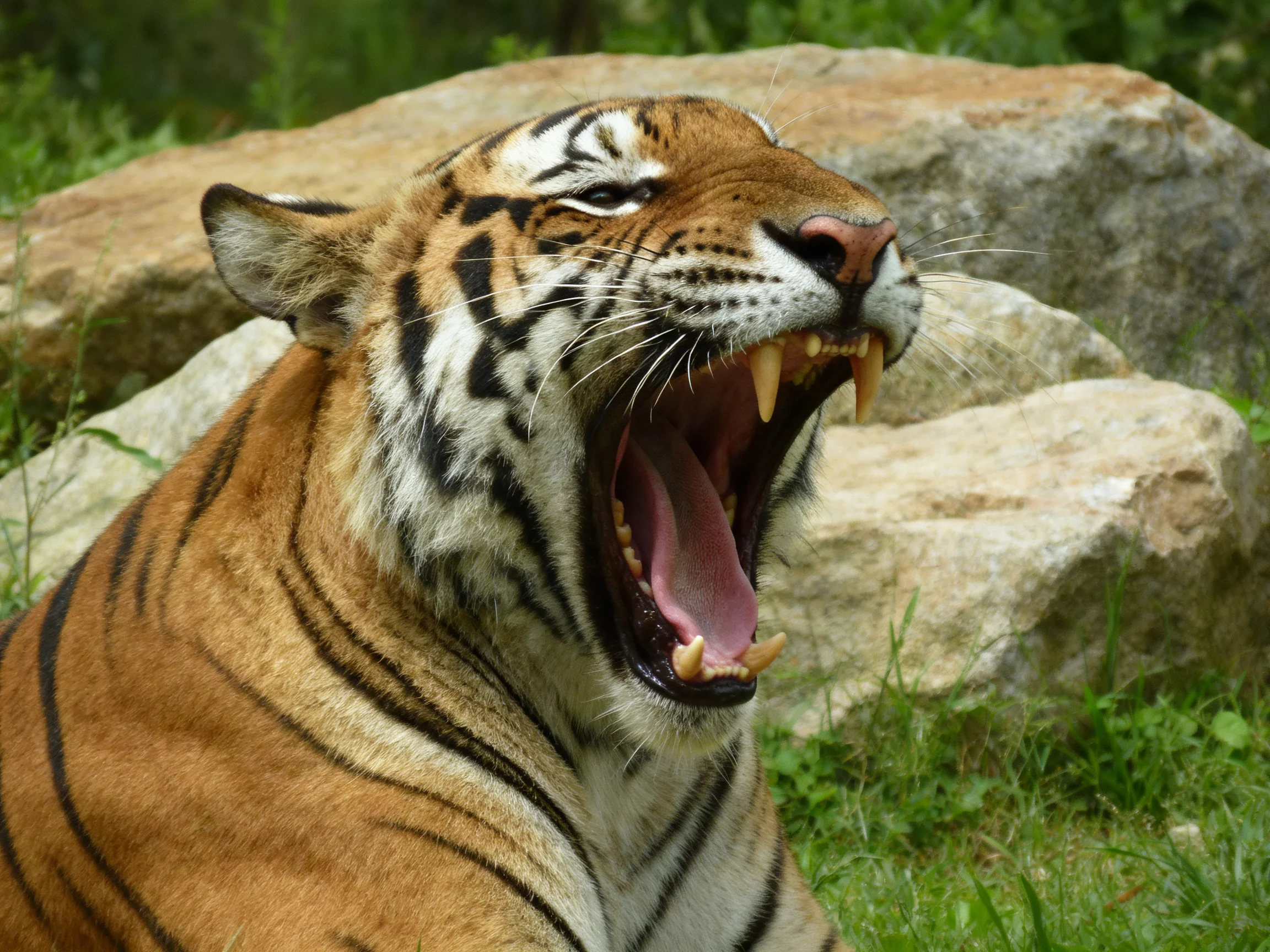 A tiger with striking black stripes yawns near large gray rocks