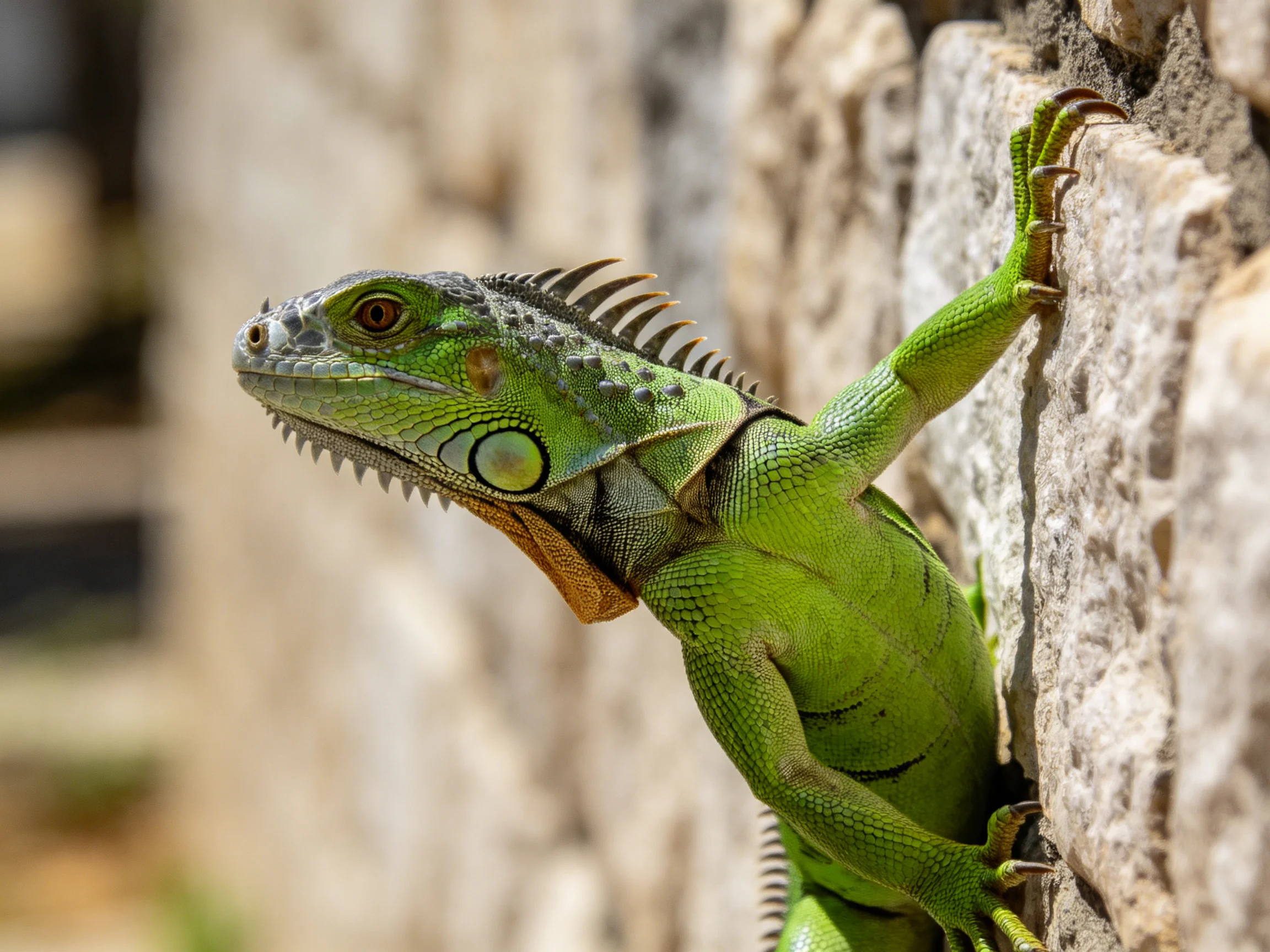 A green iguana climbs up a weathered stone wall.