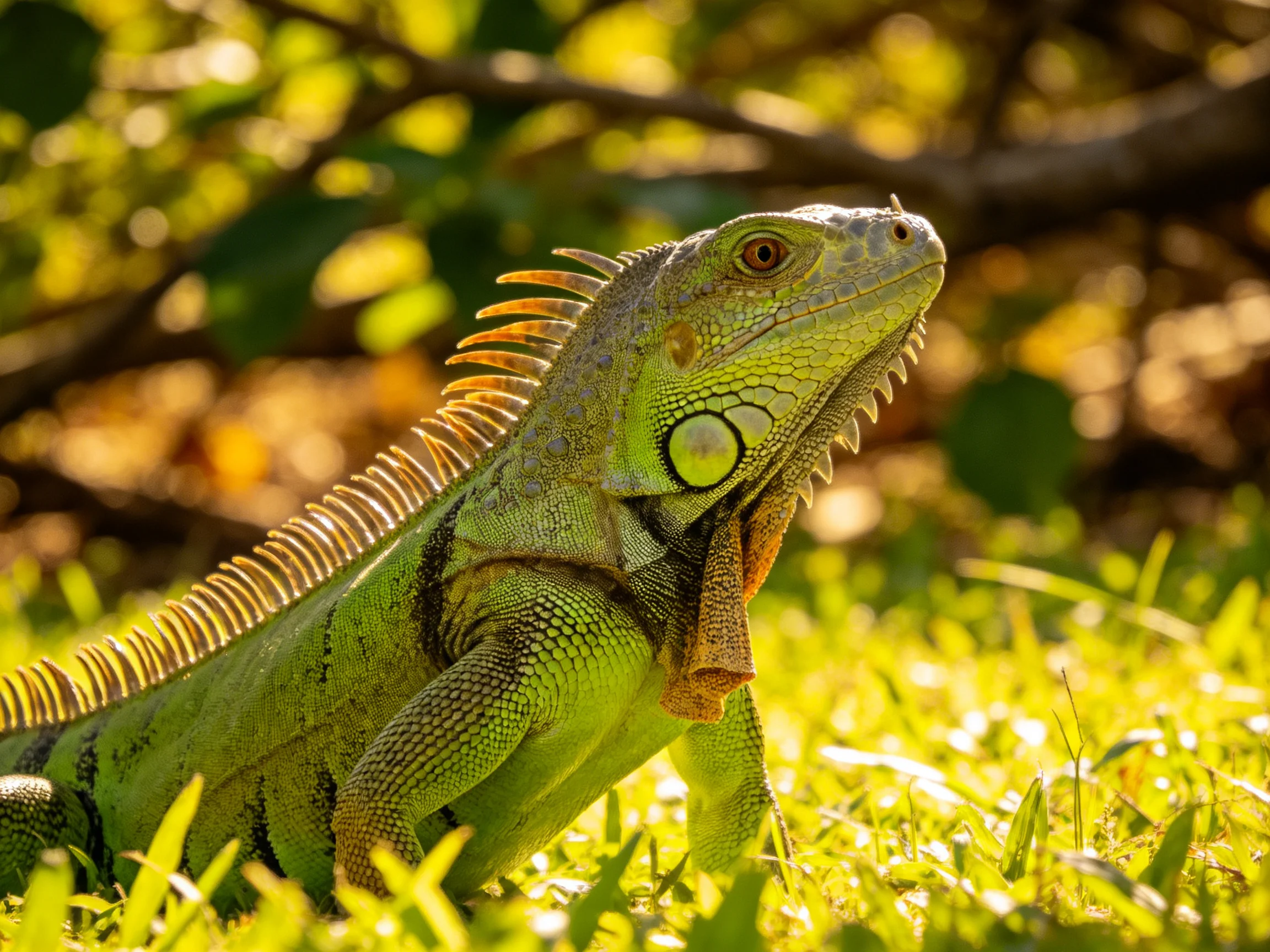 A vibrant green iguana with spiky dorsal scales rests on sunlit grass