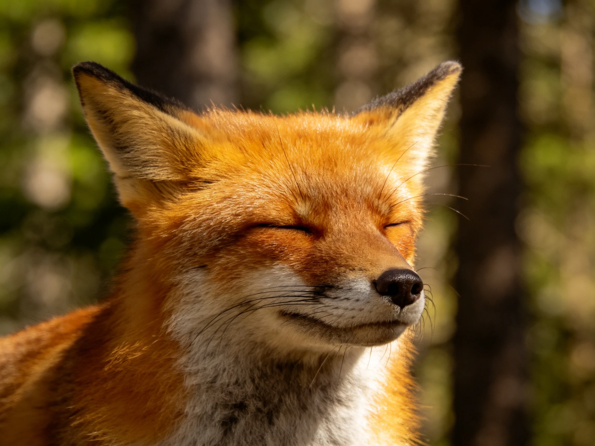 A vibrant orange fox relaxes with closed eyes in a sunlit forest setting.