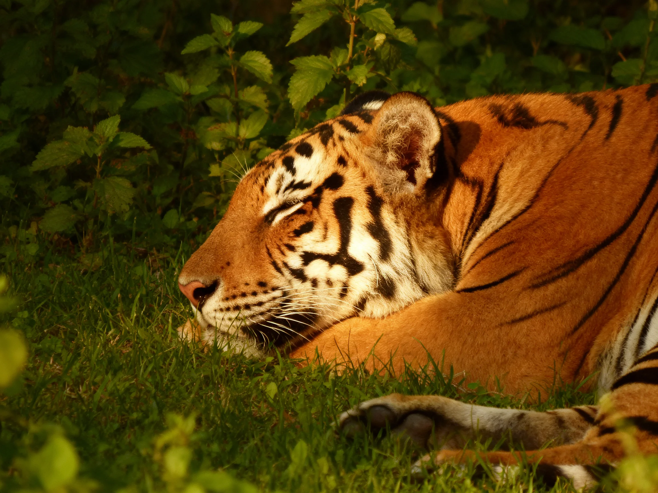 An orange tiger rests in a grassy area with greenery.