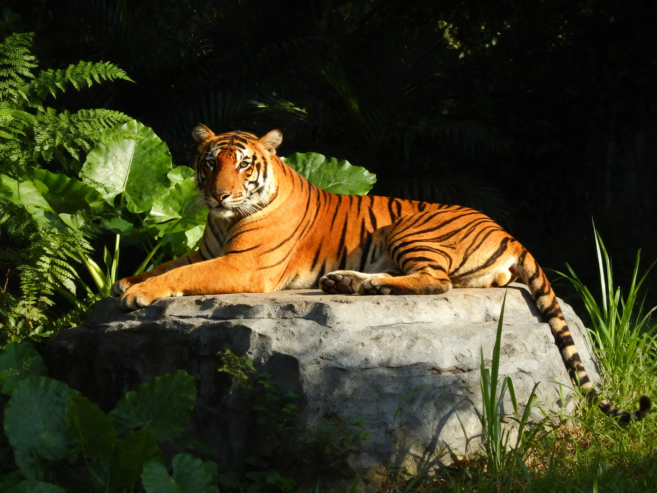 A vibrant orange tiger rests on a large gray rock amid lush green foliage