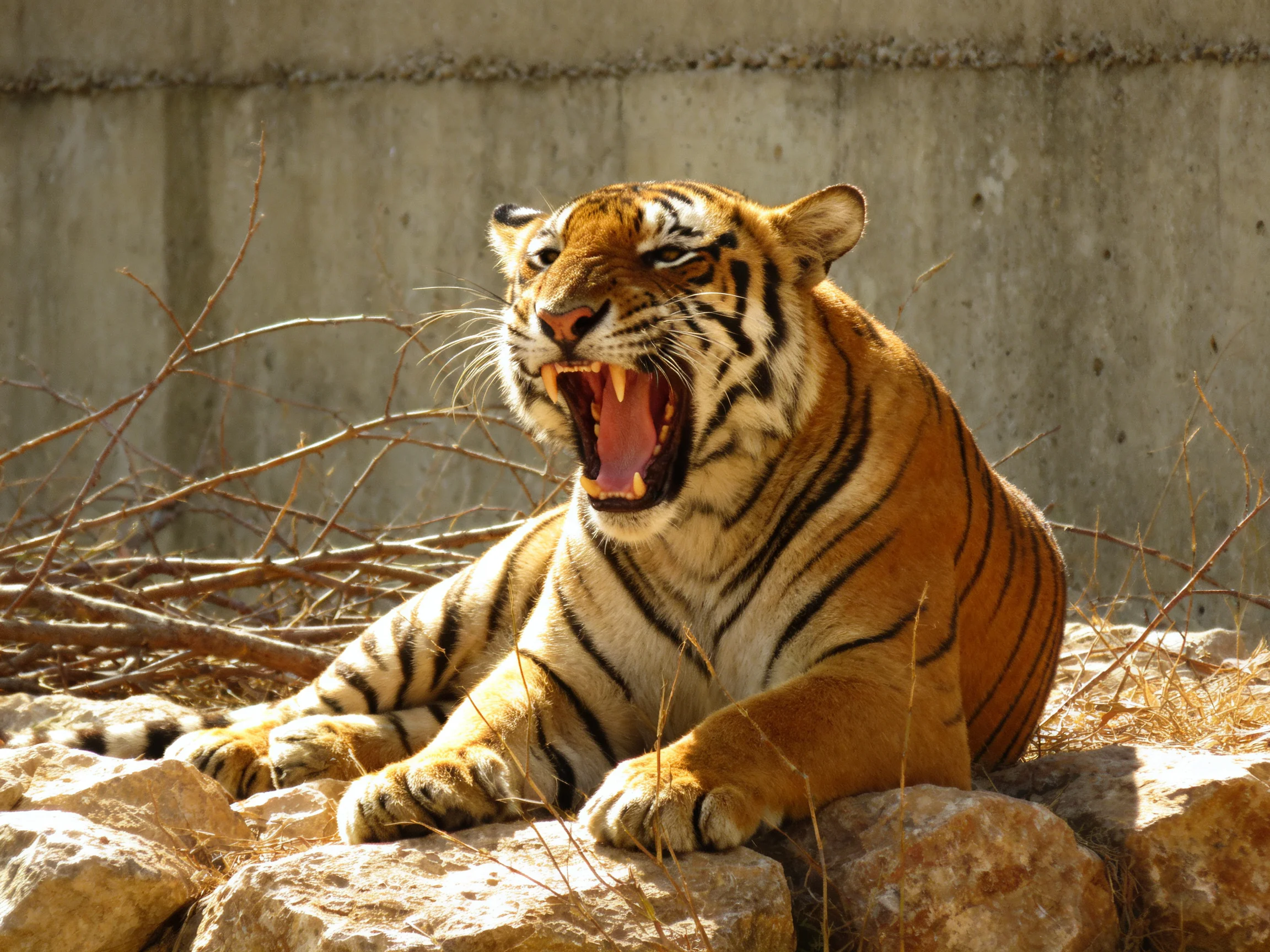 An orange tiger rests on rocks near dry branches while yawning.