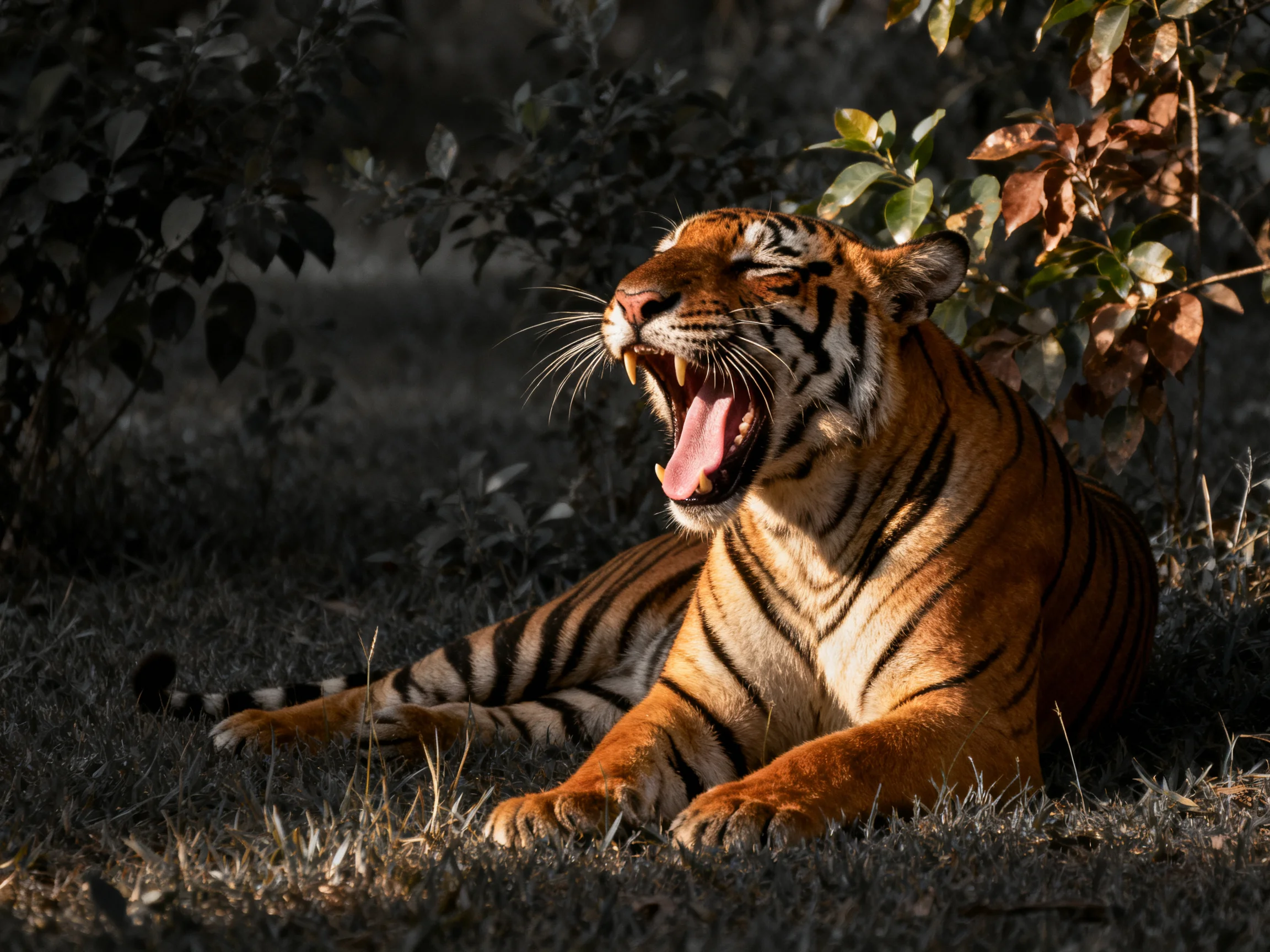 An orange tiger yawns in a sunlit forest clearing.
