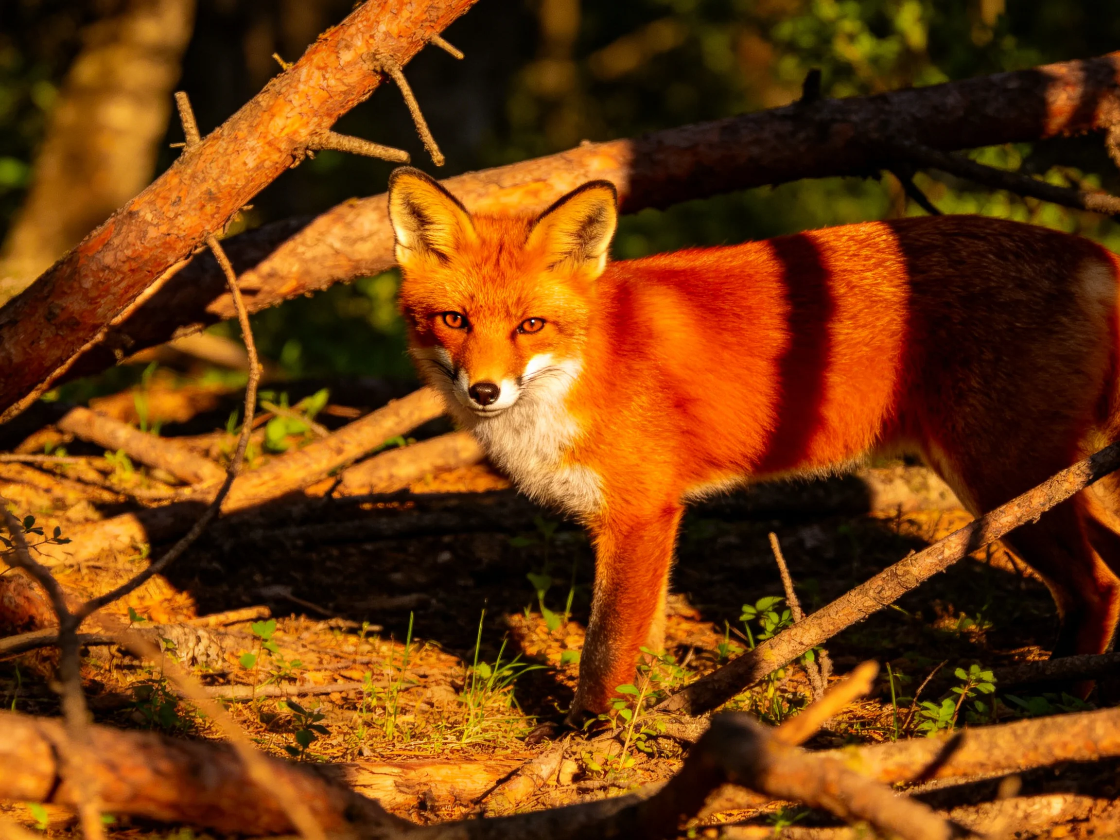 A red fox is surrounded by fallen branches in a sunlit woodland setting.