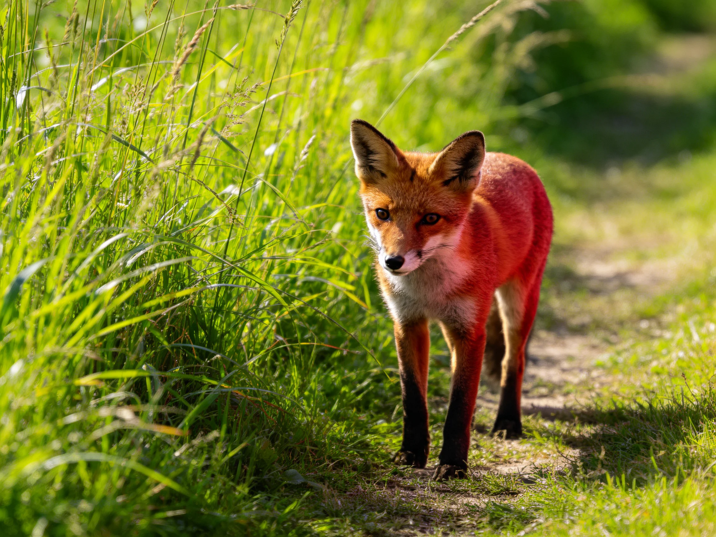 A vibrant red fox walks along a sunlit grassy path