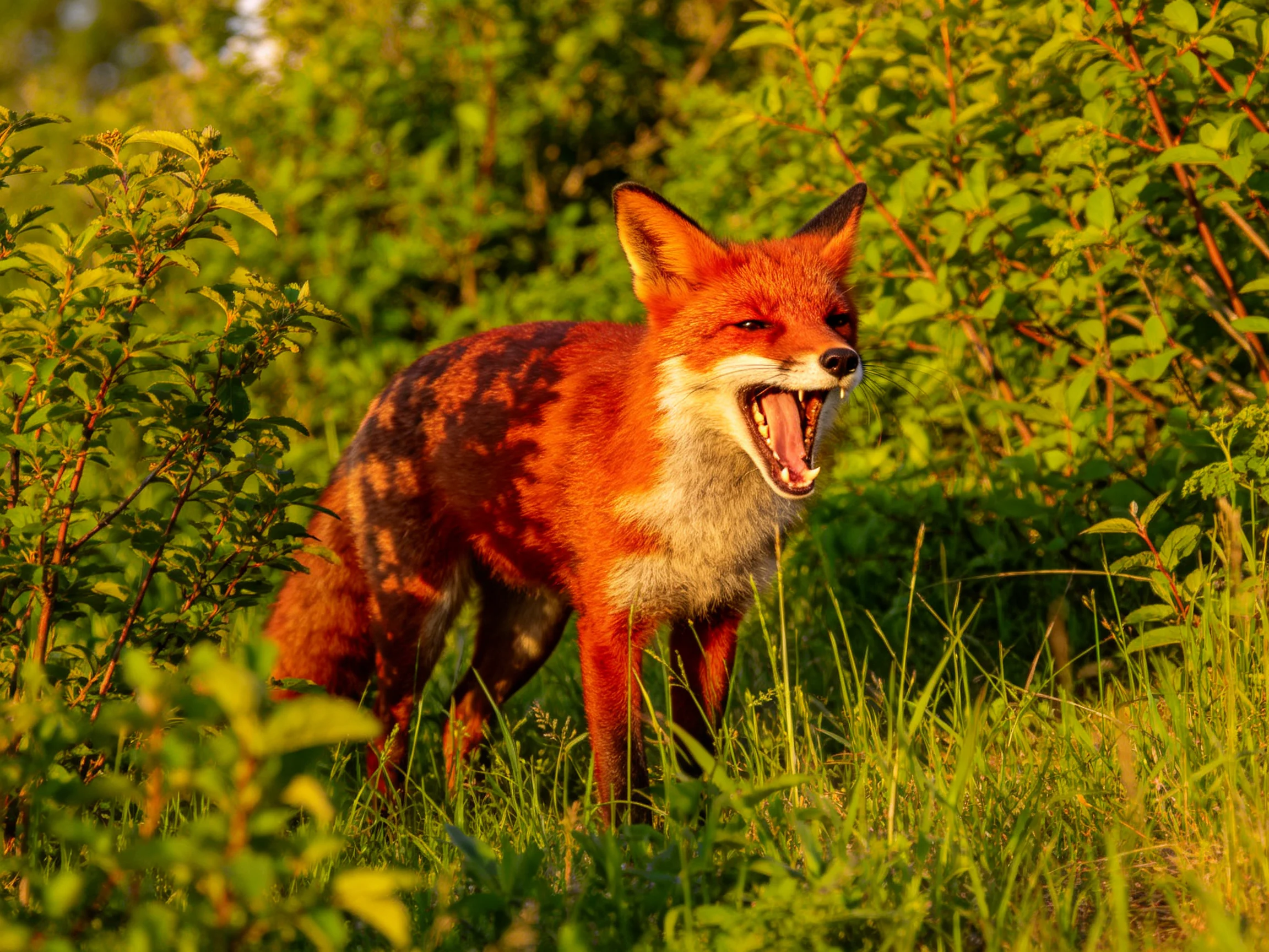 A vibrant red fox yawning amid lush green foliage