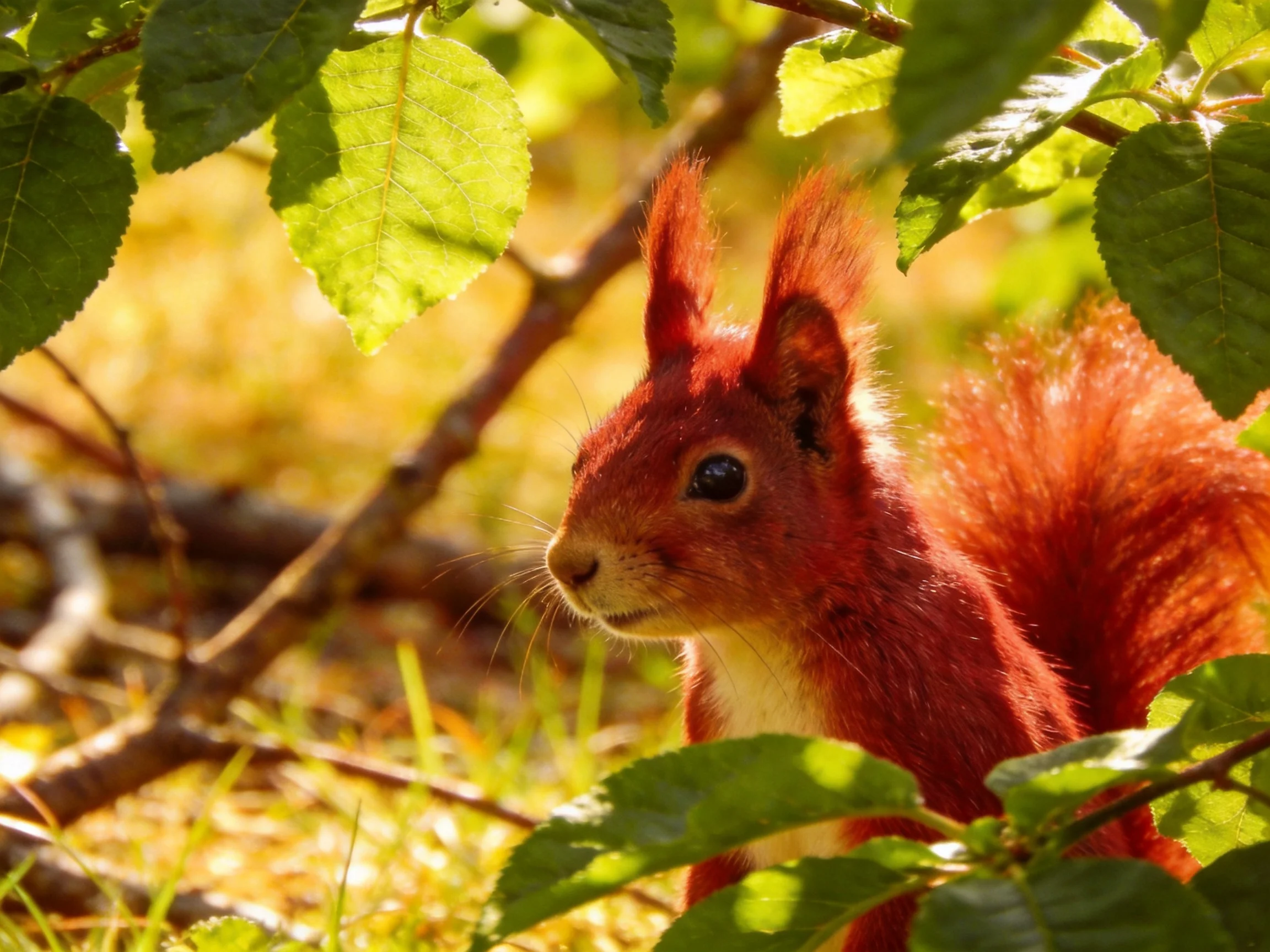 A vibrant red squirrel among green leaves in sunlit woodland